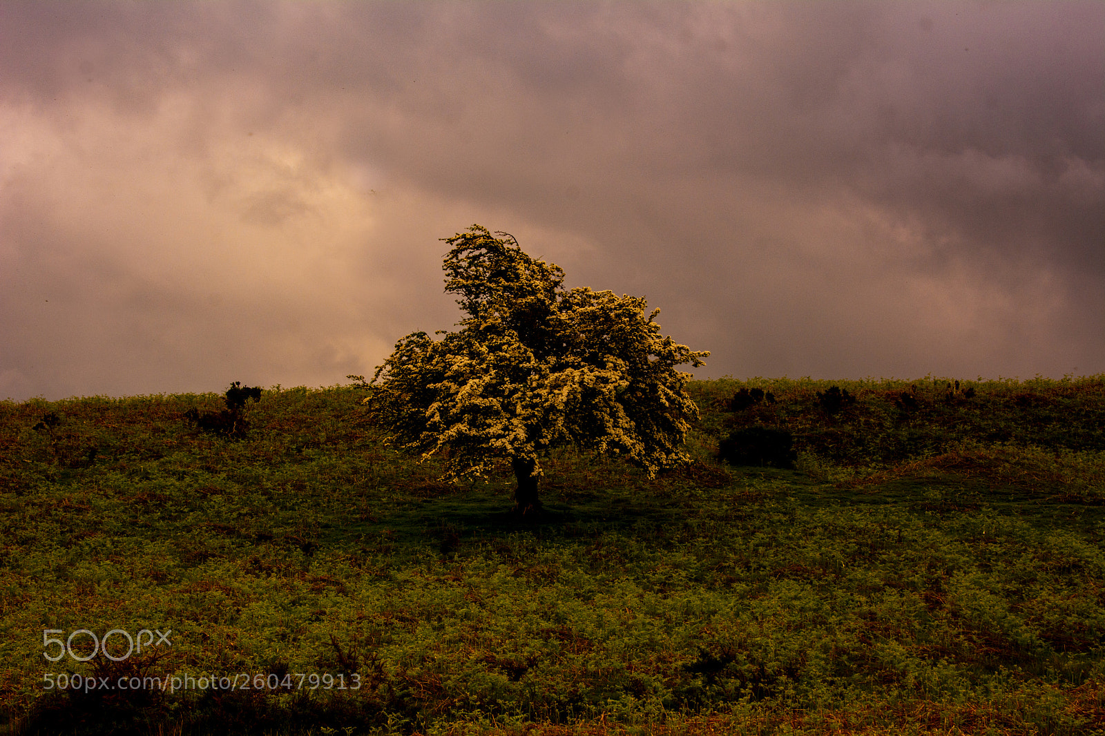 Nikon D7100 sample photo. Lone tree photography