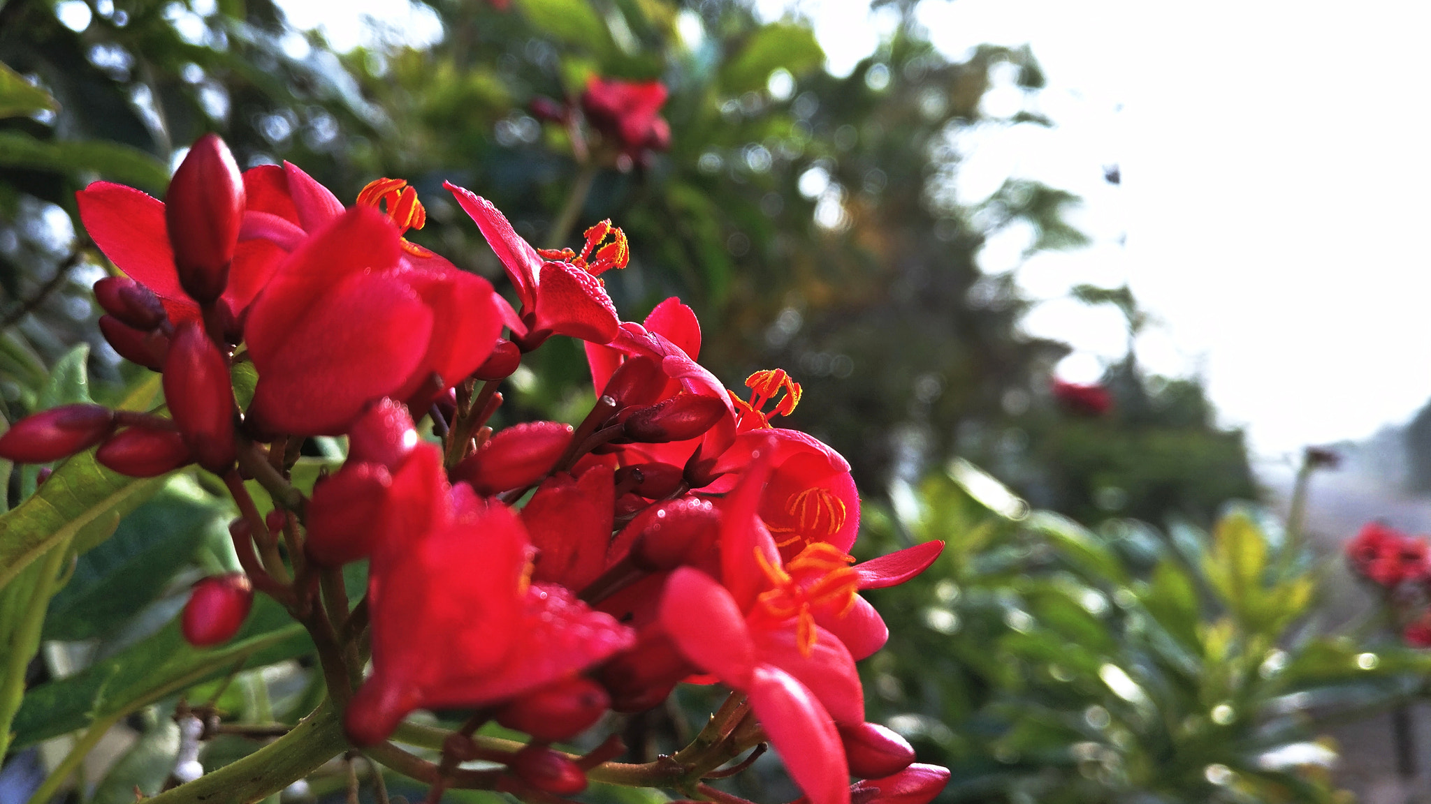 OnePlus A3003 sample photo