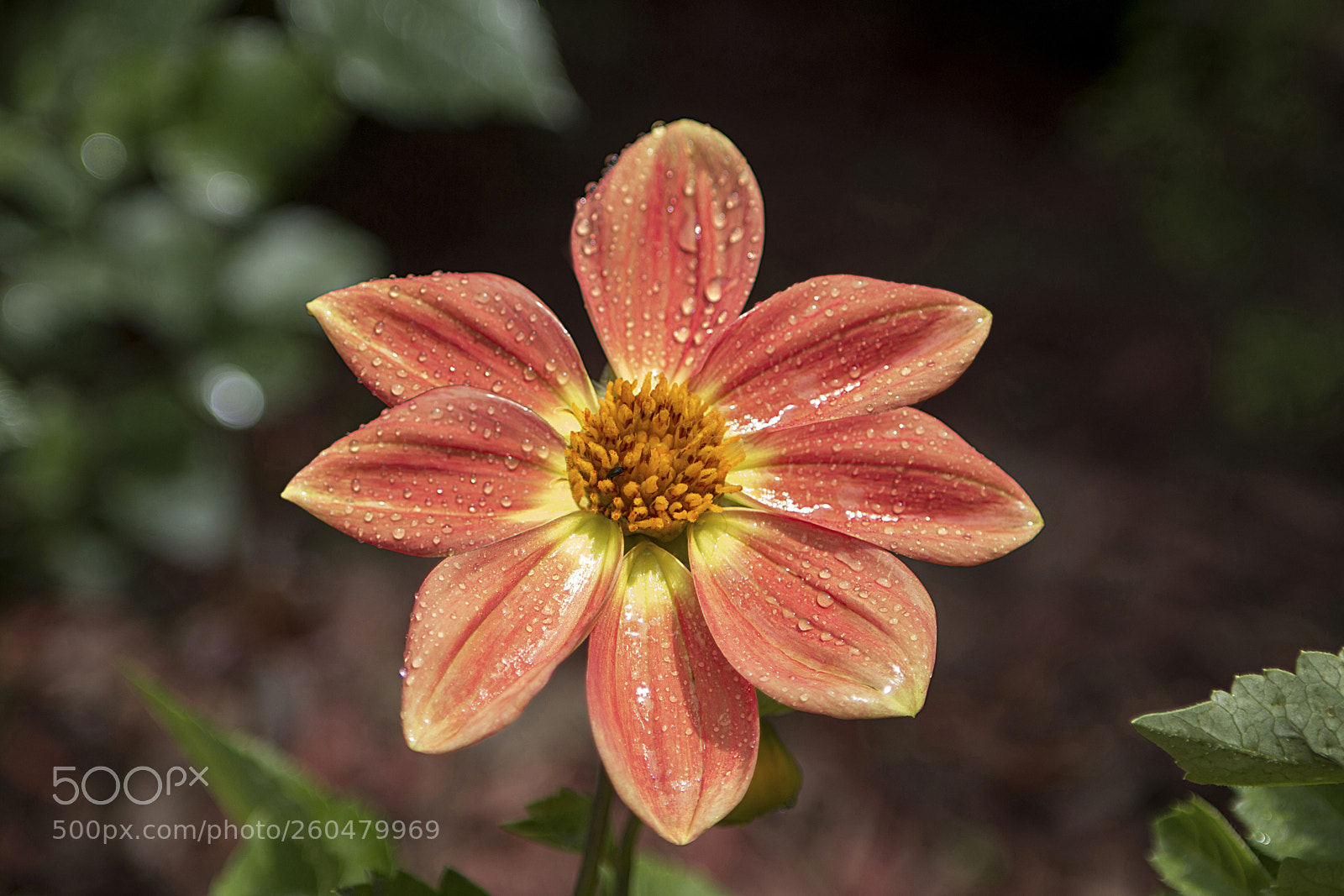 Canon EOS 70D sample photo. Dalia photography
