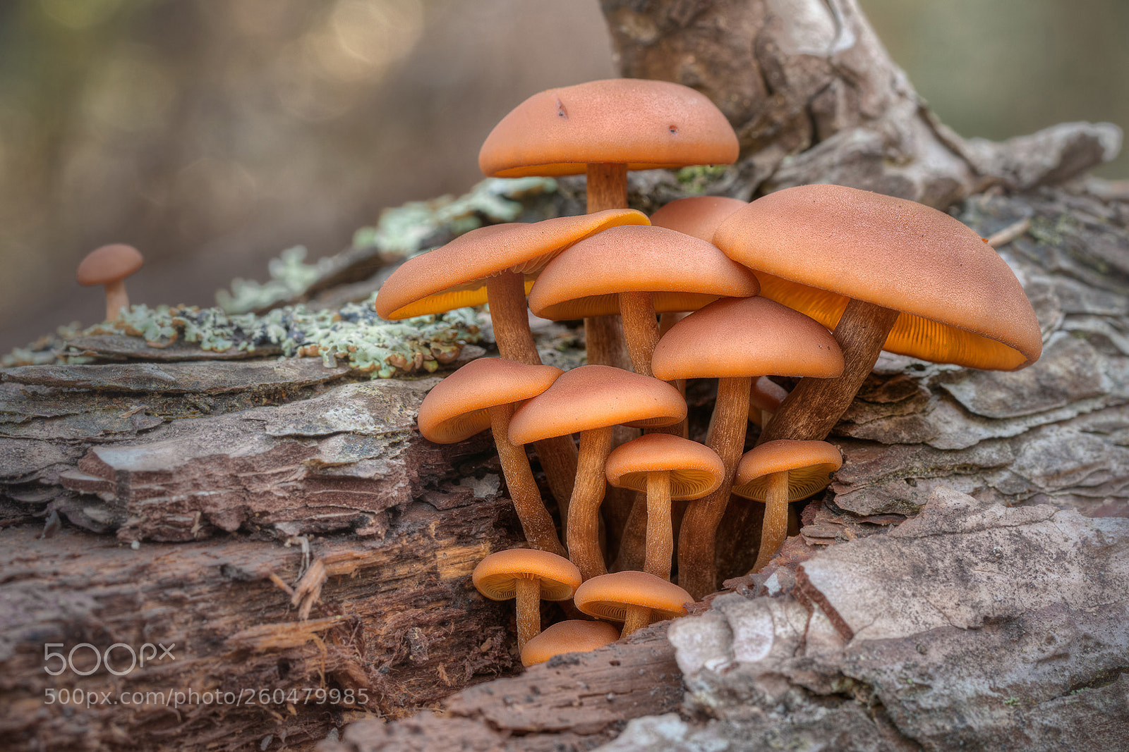 Canon EOS 70D sample photo. Bouquet of mushrooms photography