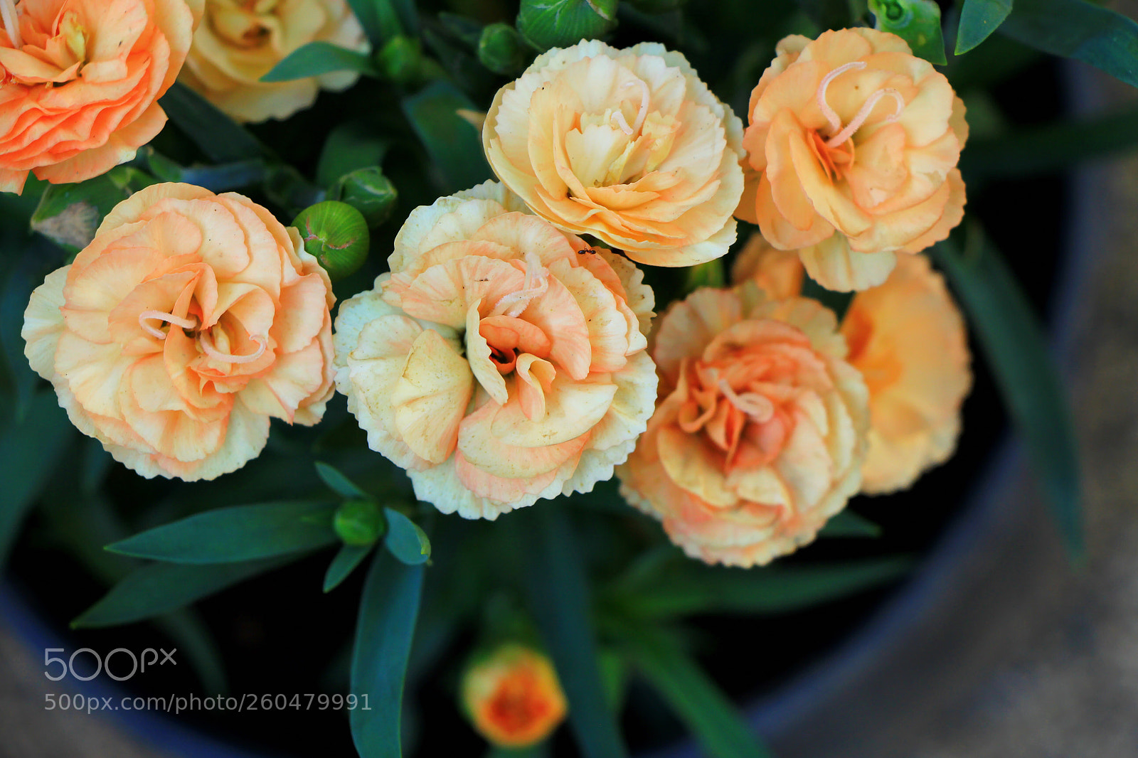 Canon EOS 60D sample photo. Untitled photography