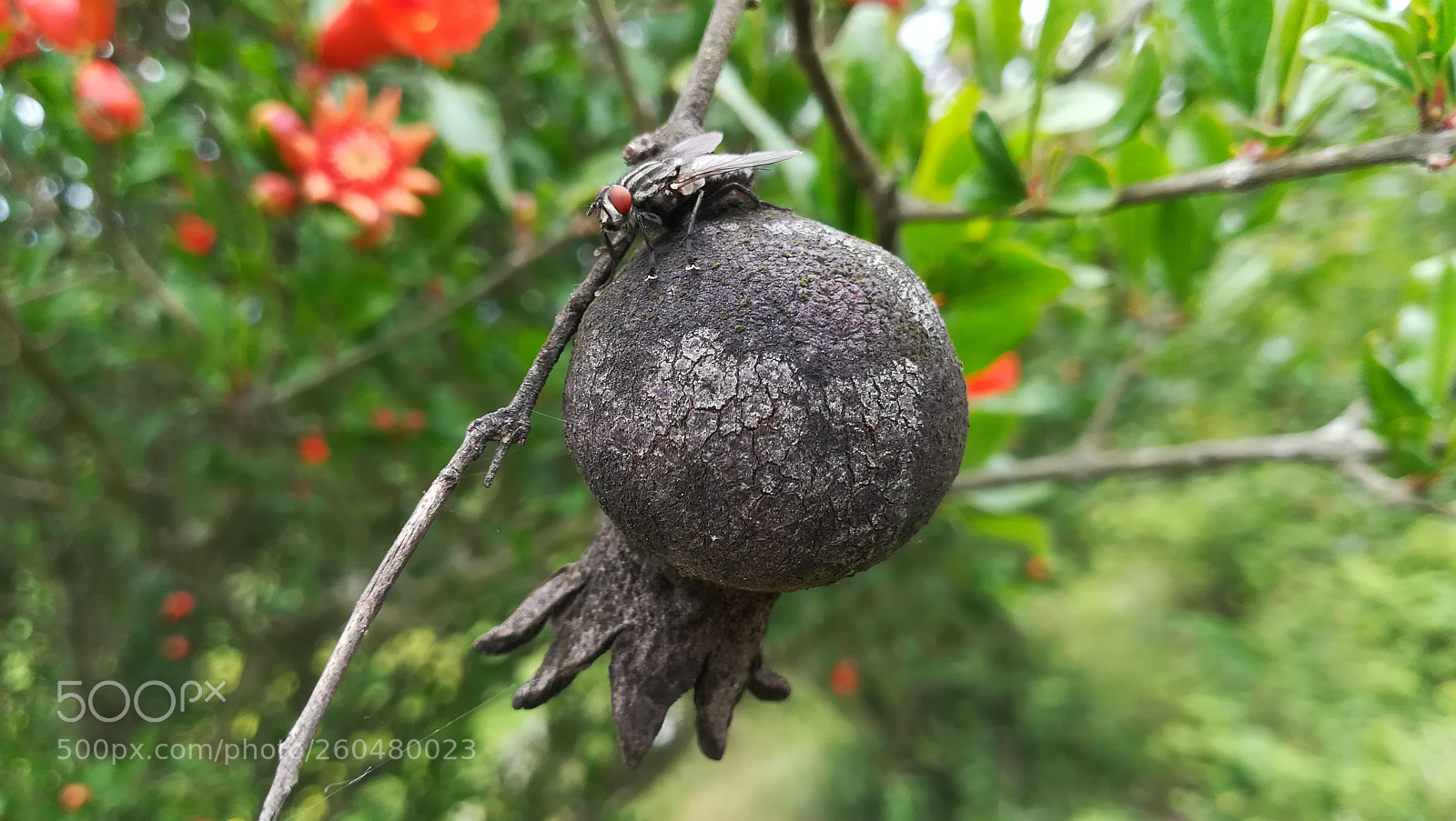 HUAWEI P10 lite sample photo. The end photography