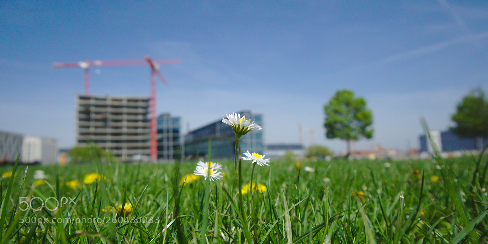 Sony a6000 sample photo. Daisy in front of photography