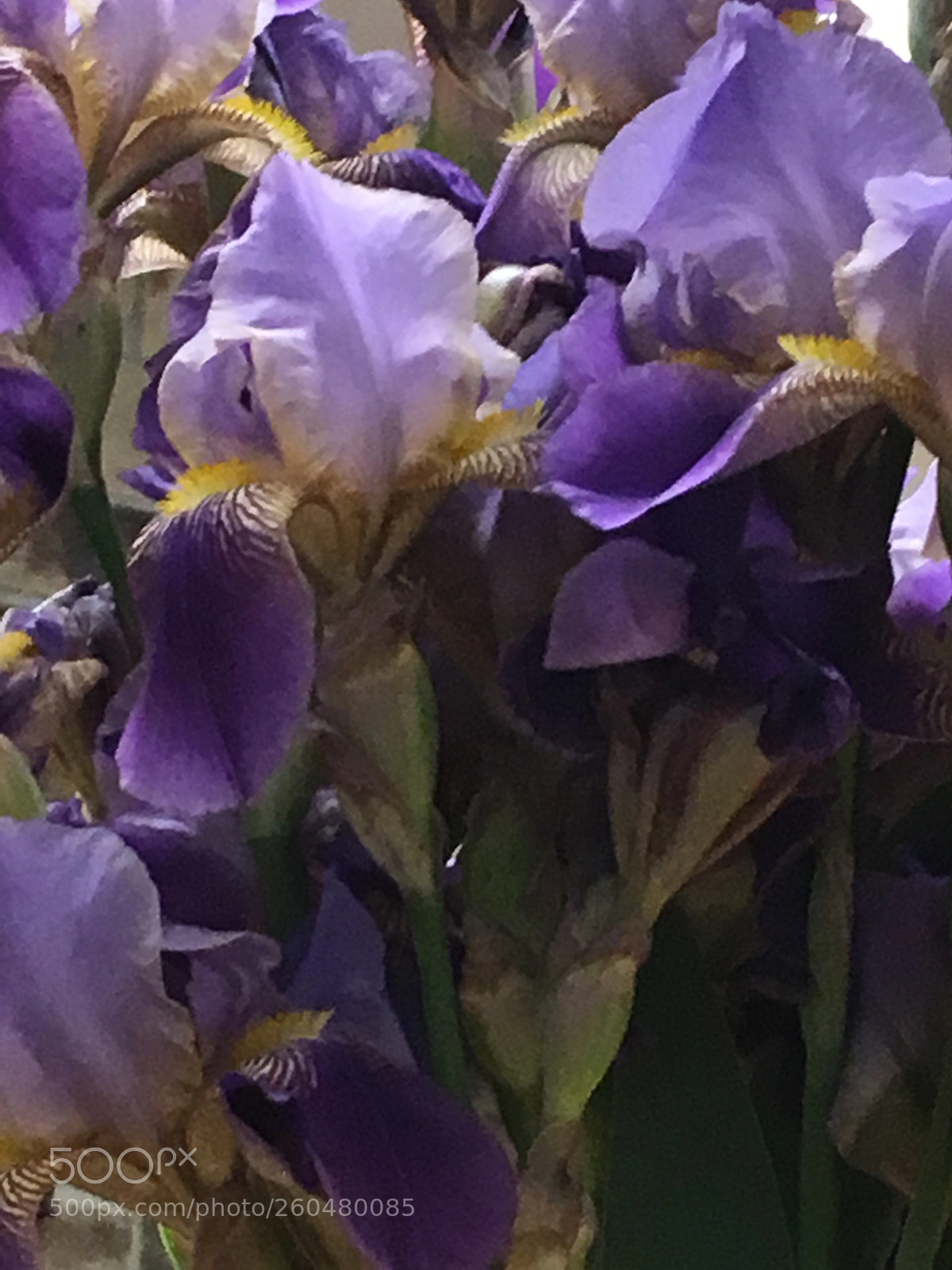 Apple iPhone 6s sample photo. Purple photography