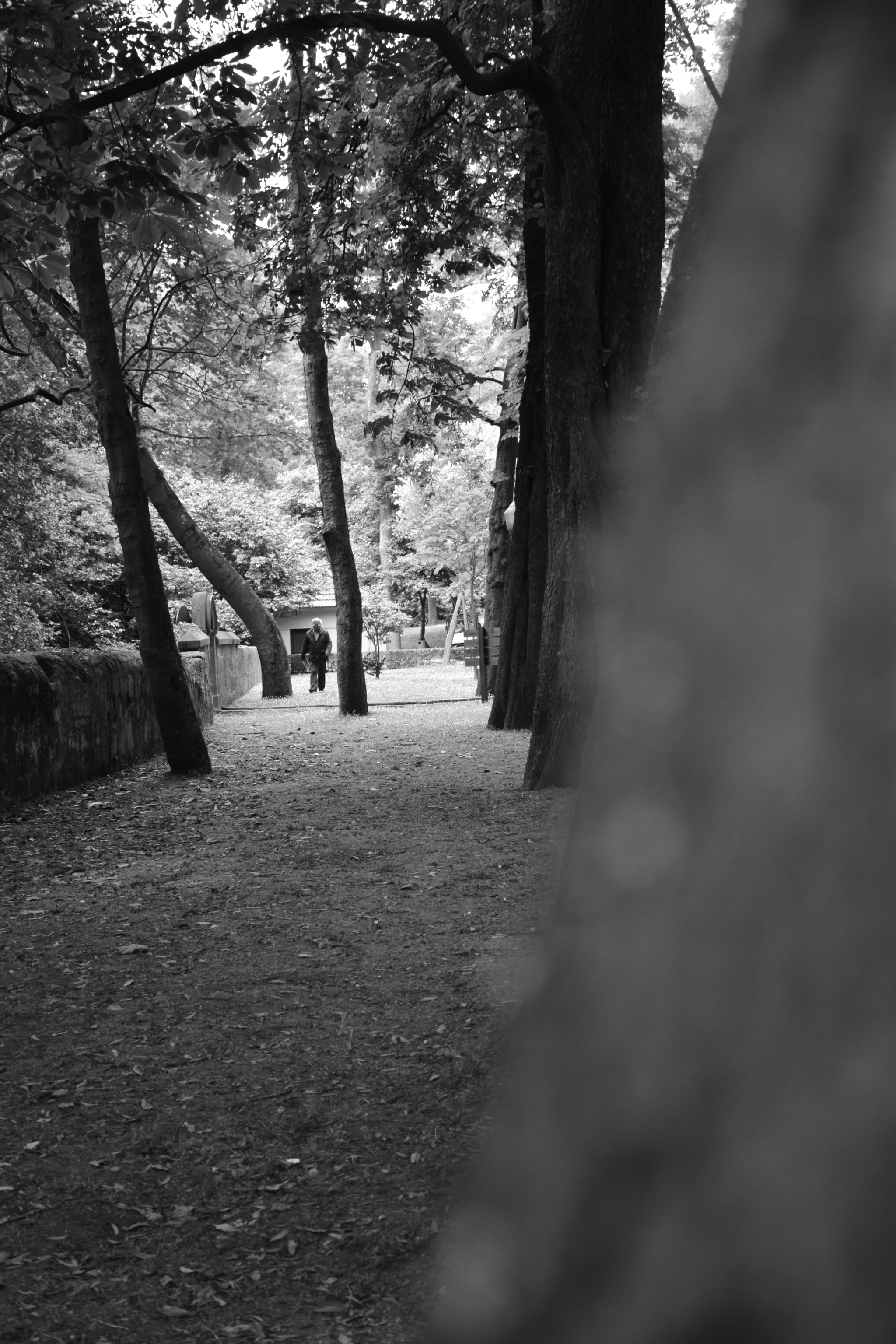 Nikon D5300 sample photo. Walk thru the nature photography