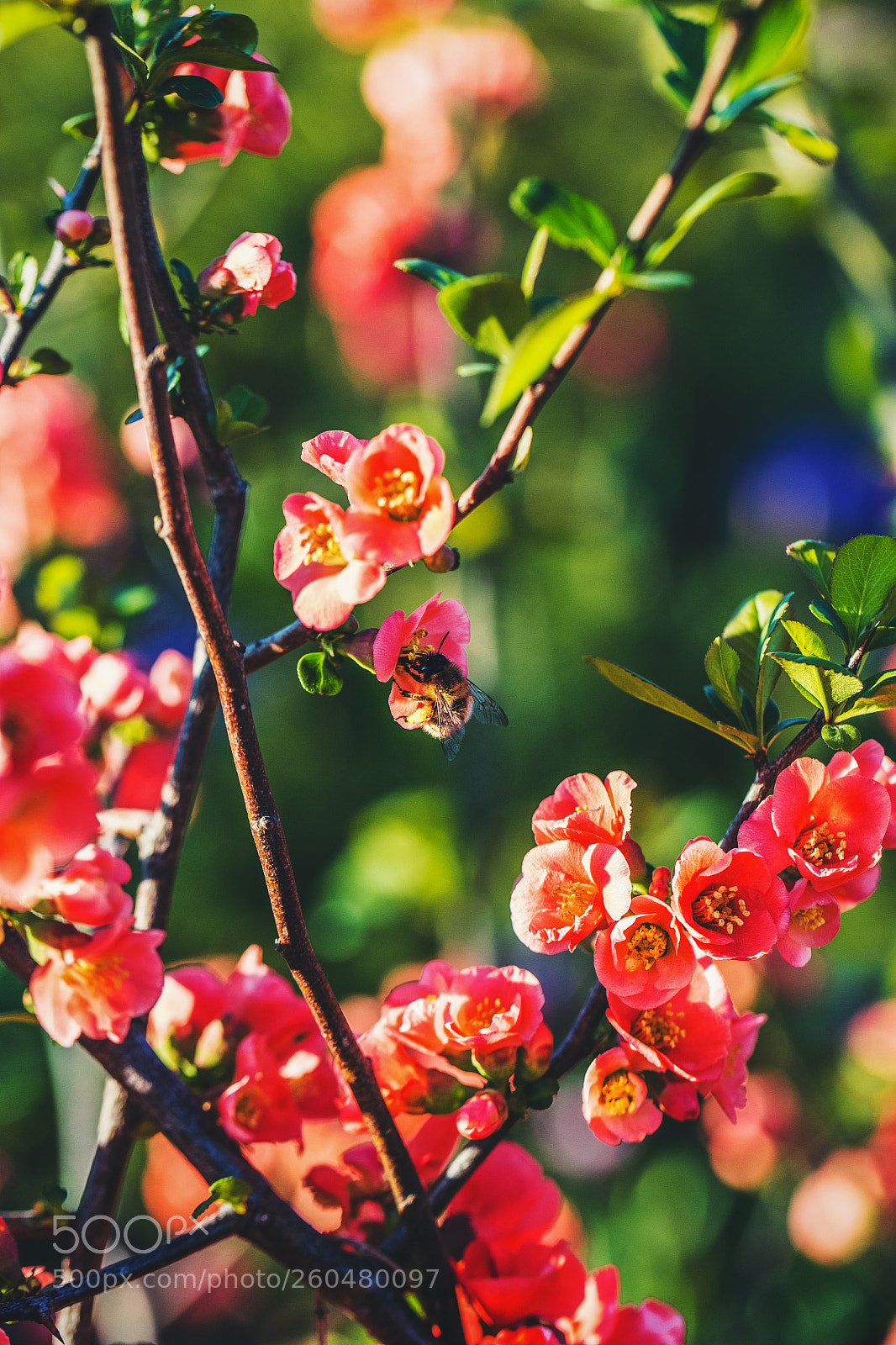 Canon EOS 6D sample photo. Flower bloom photography