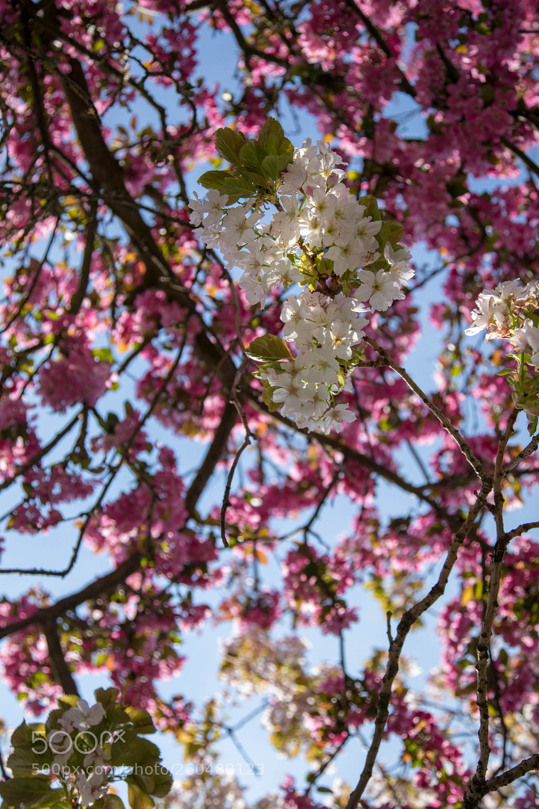 Canon EOS 5D Mark IV sample photo. Cherry blossoms photography