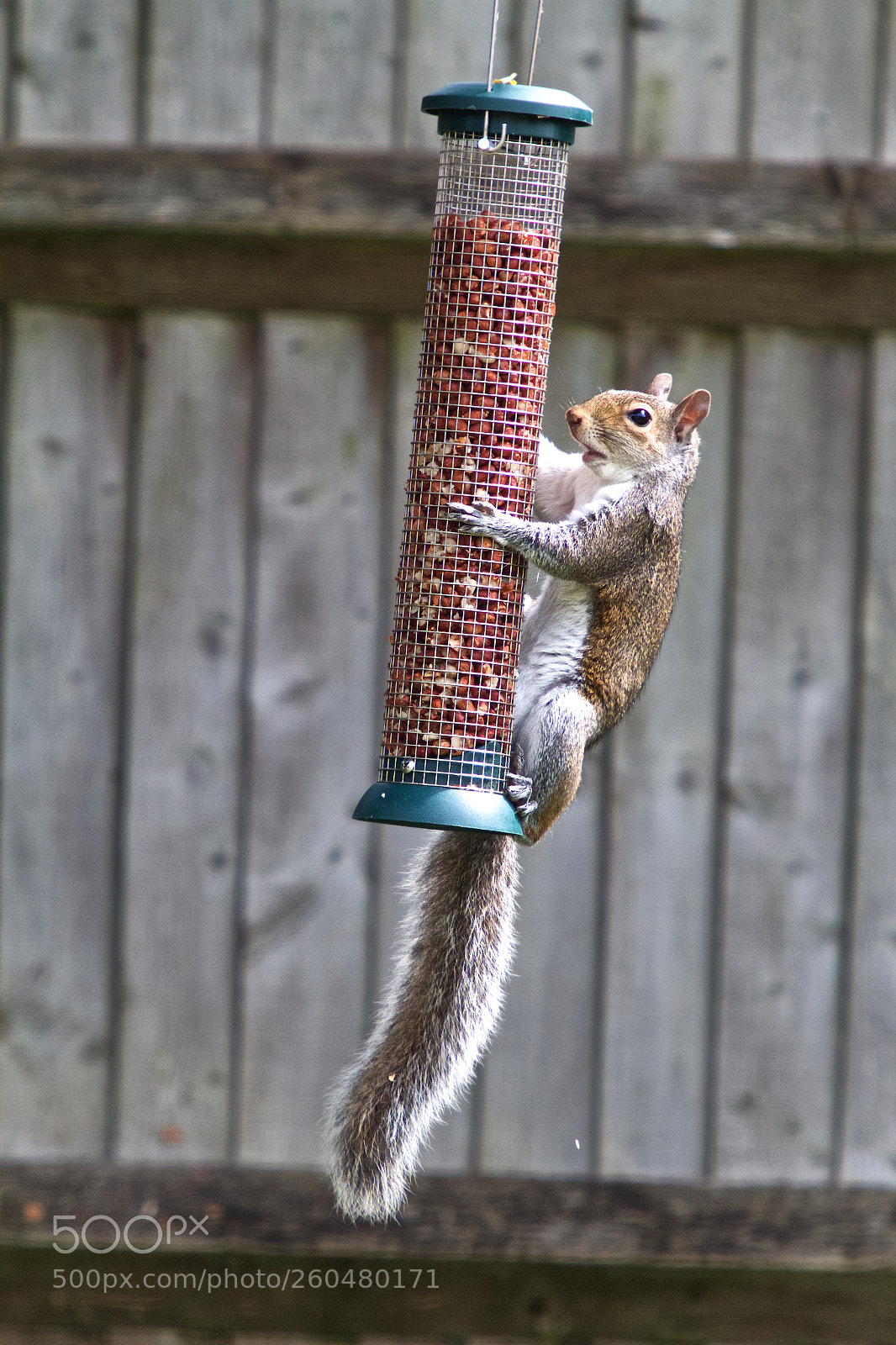 Canon EOS 7D sample photo. Squirrel photography