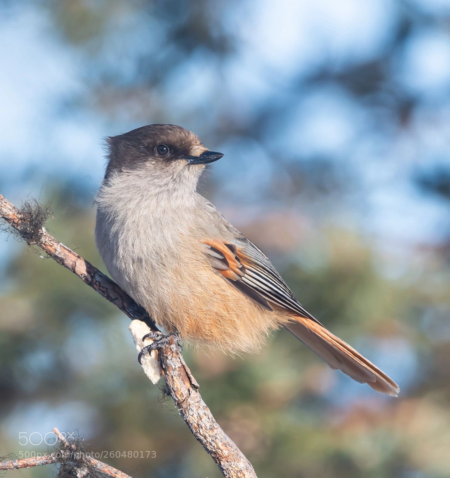 Nikon D5 sample photo. Sibearian jay photography