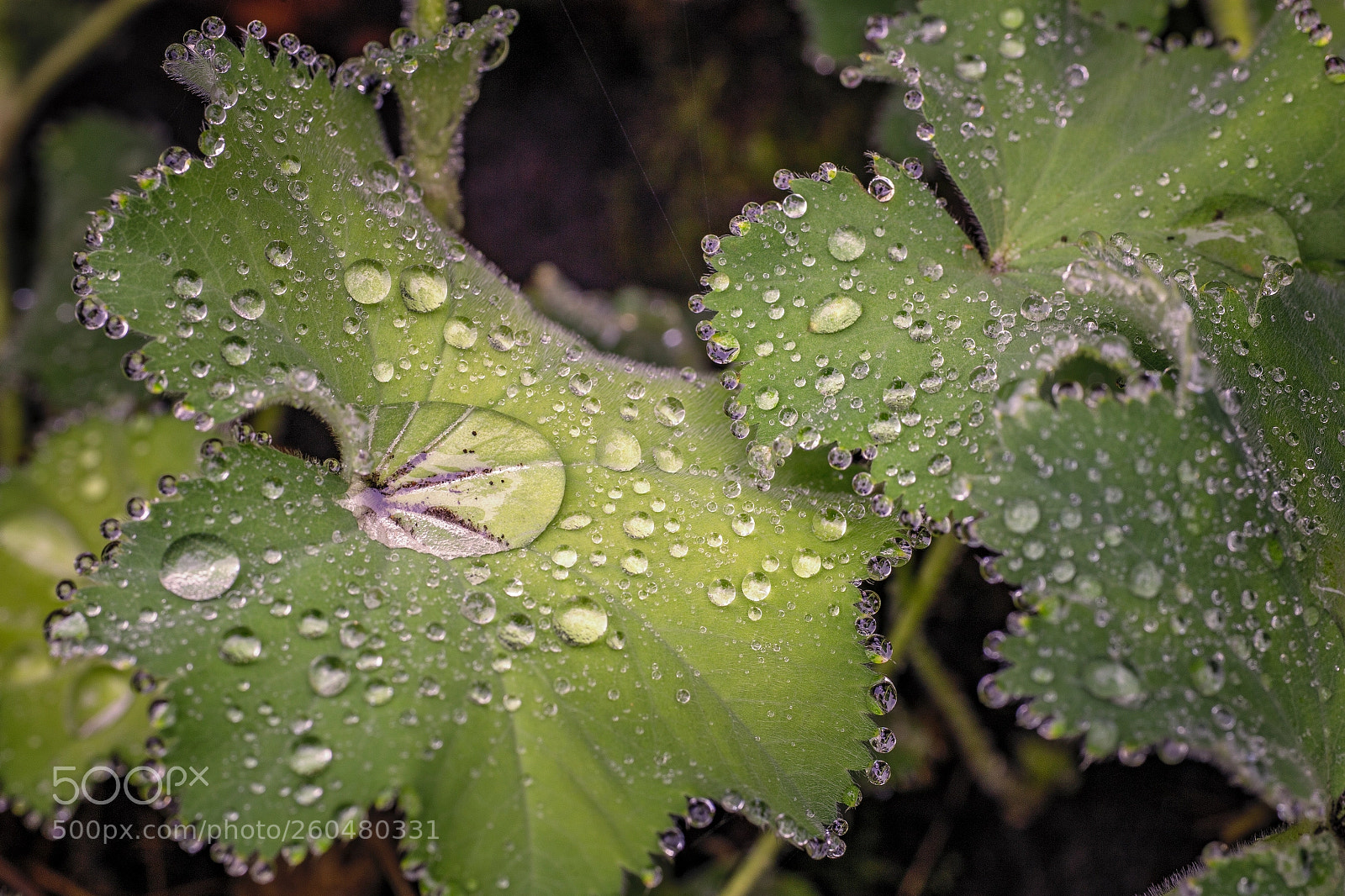 Canon EOS 6D sample photo. Countless waterdrops photography