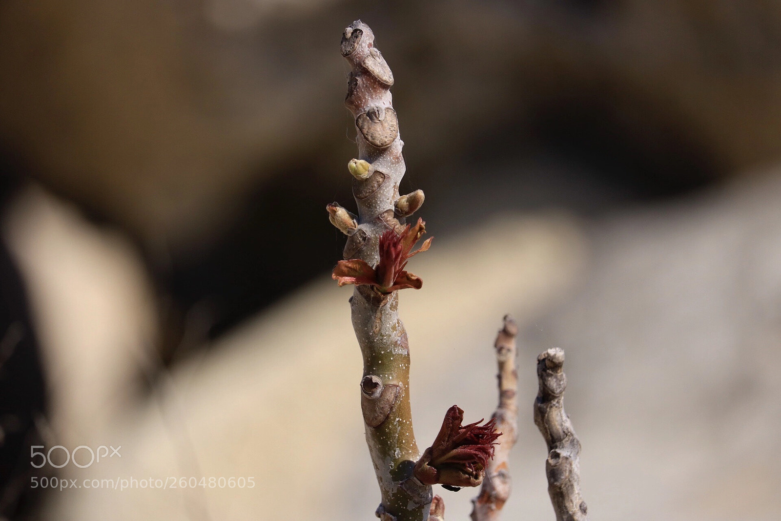 Canon EOS 750D (EOS Rebel T6i / EOS Kiss X8i) sample photo. Untitled photography