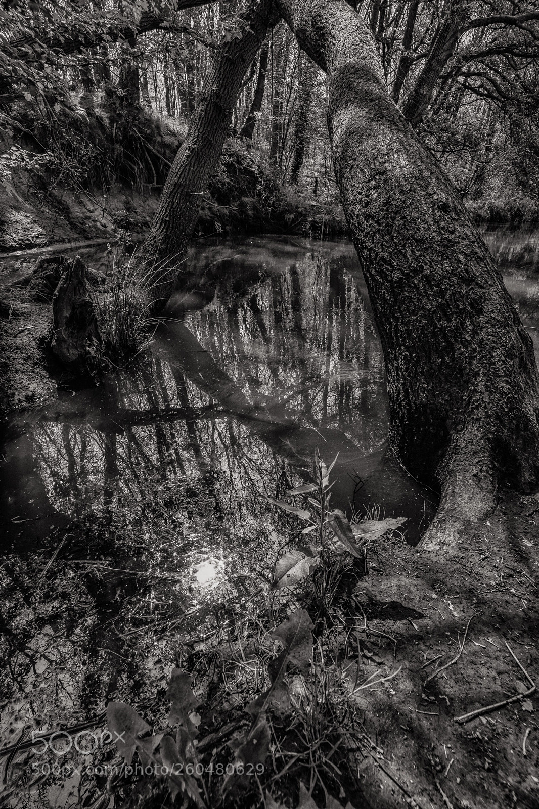 Fujifilm X-H1 sample photo. Dutch landscape photography