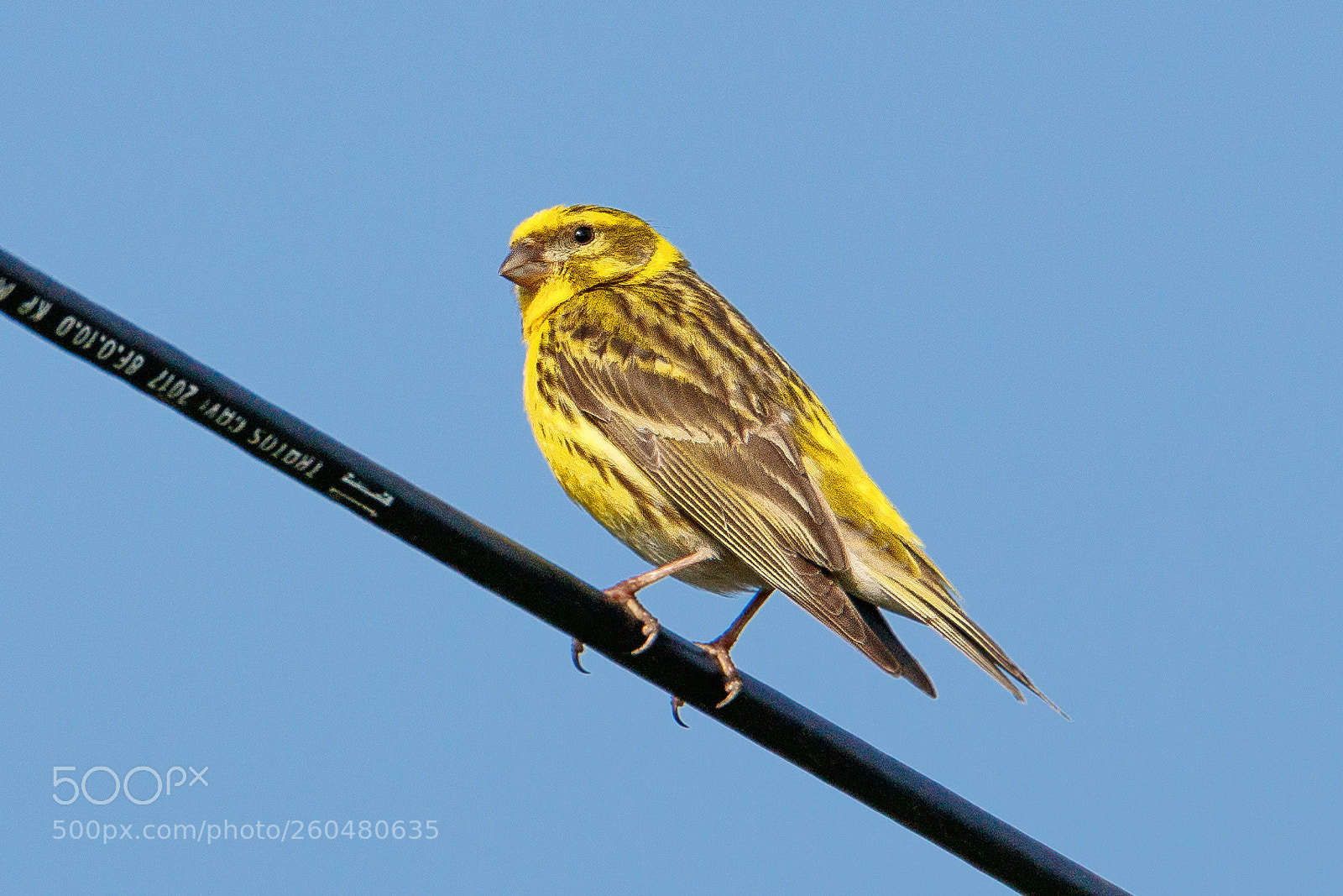 Canon EOS 80D sample photo. European serin photography
