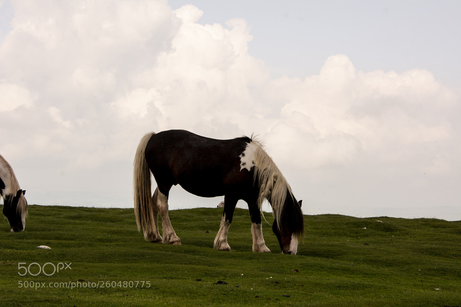 Nikon D7100 sample photo. Mountain ponies photography