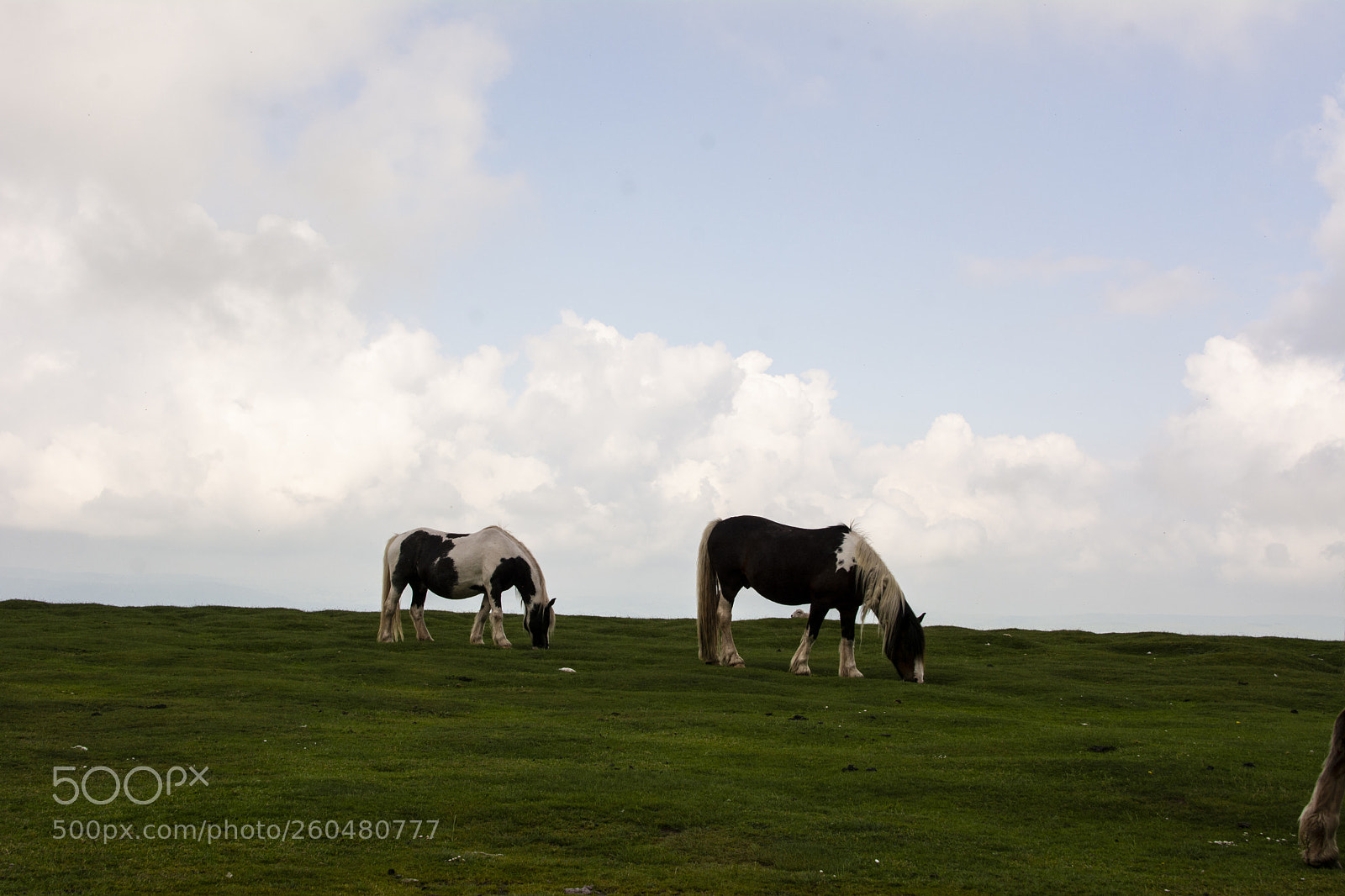 Nikon D7100 sample photo. Mountain ponies photography