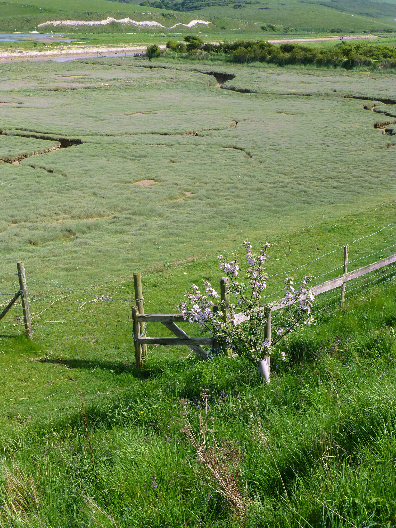 Panasonic Lumix DMC-ZS20 (Lumix DMC-TZ30) sample photo. Cuckmere haven in spring photography