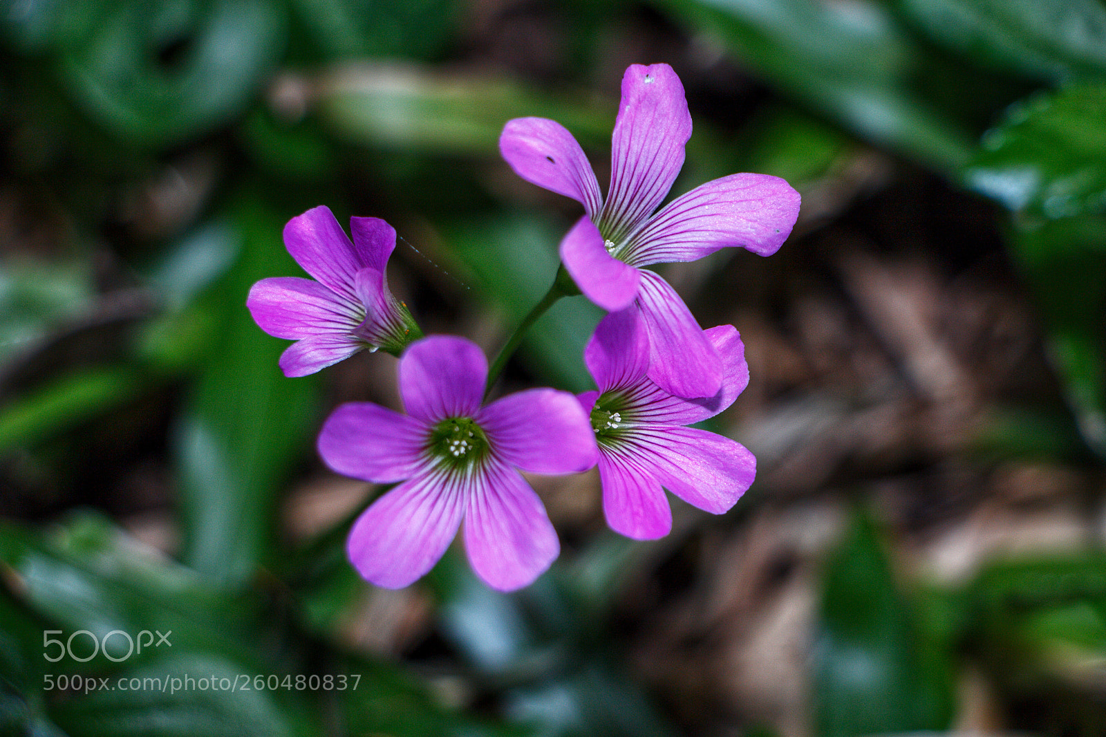 Canon EOS 700D (EOS Rebel T5i / EOS Kiss X7i) sample photo. Flower poking through the photography