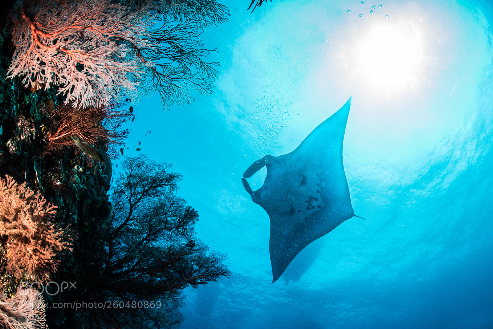 Nikon D810 sample photo. Manta ray above photography