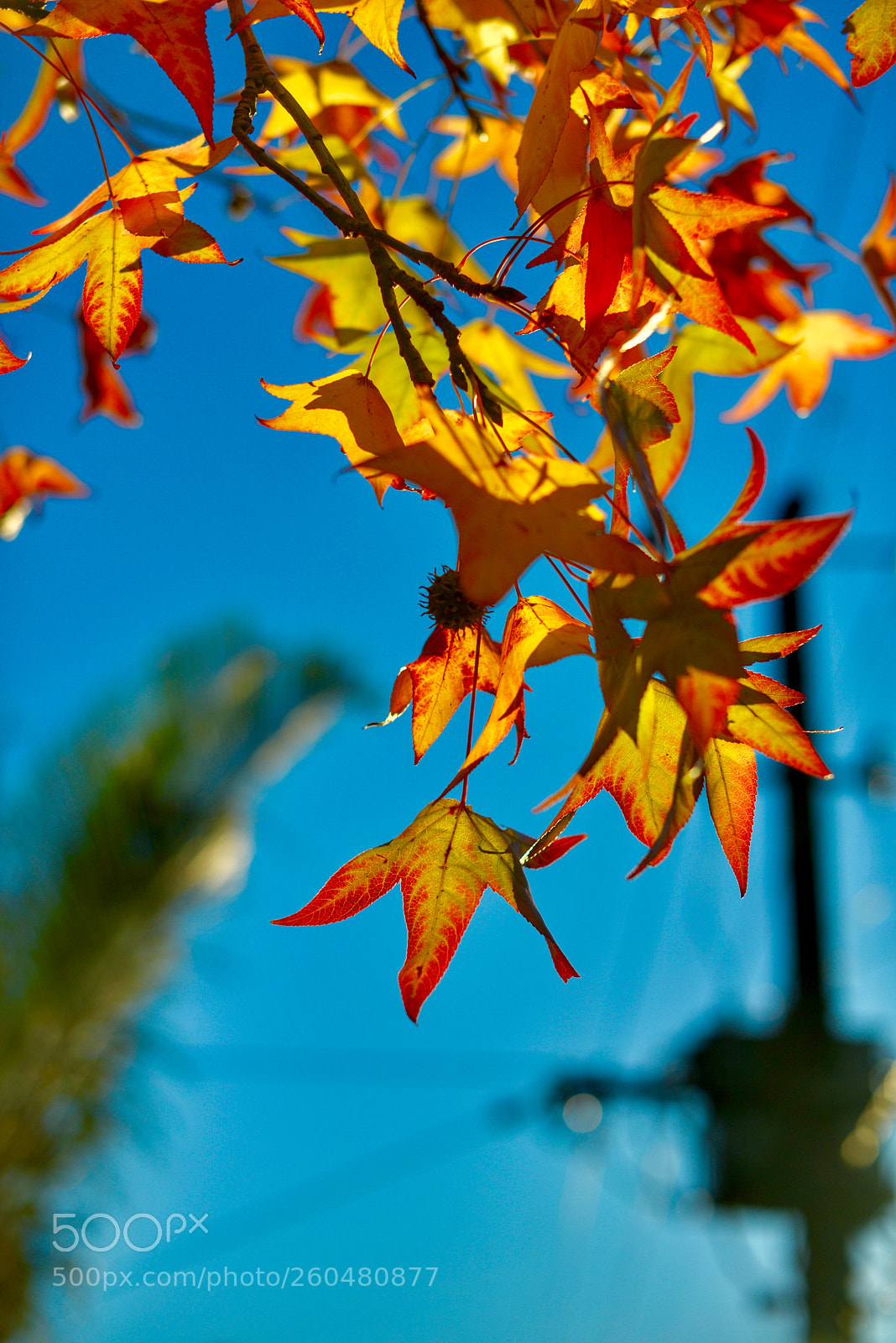 Nikon D800 sample photo. 《autumn in brisbane.》3。 photography