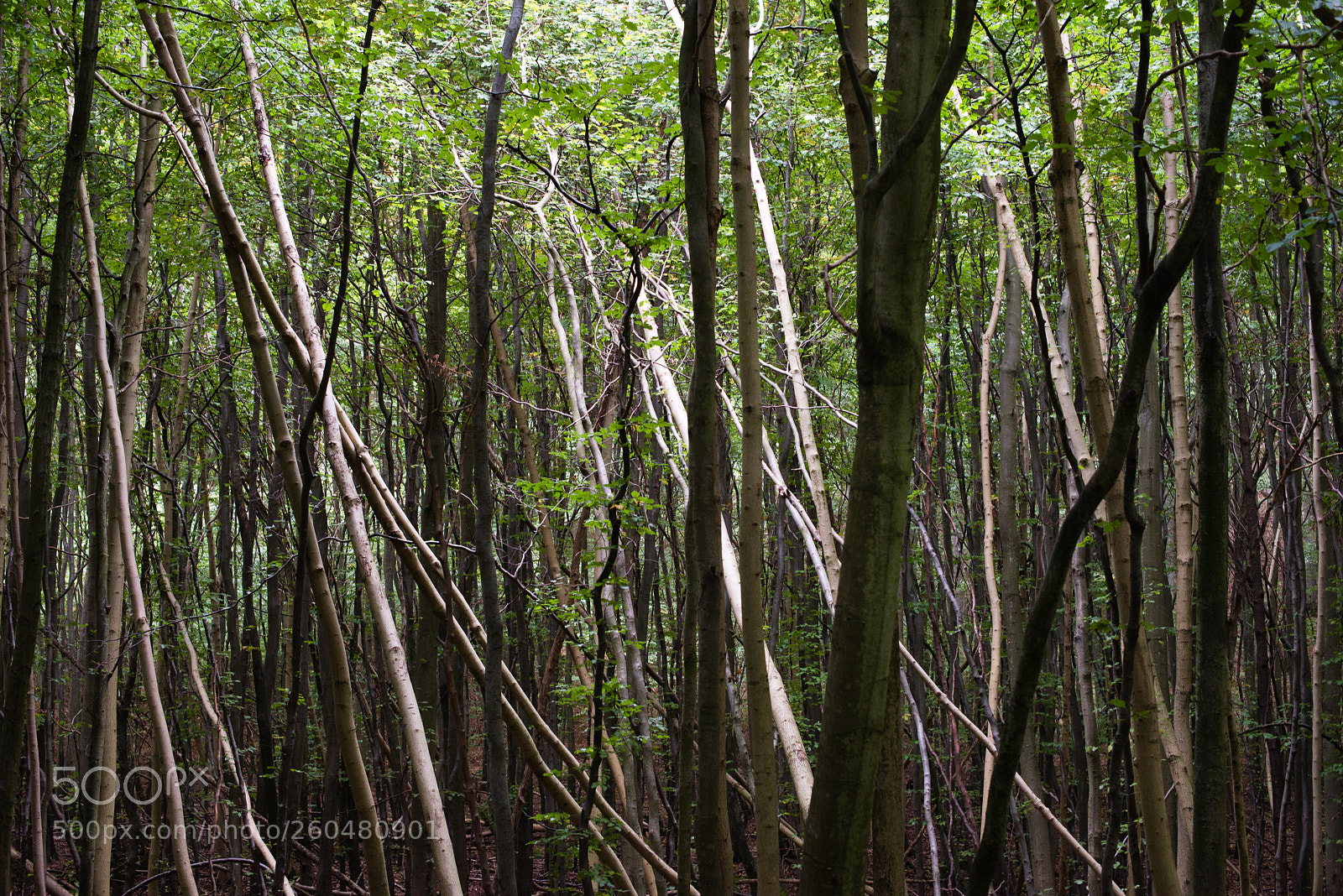 Nikon D600 sample photo. Untitled het c-c project photography