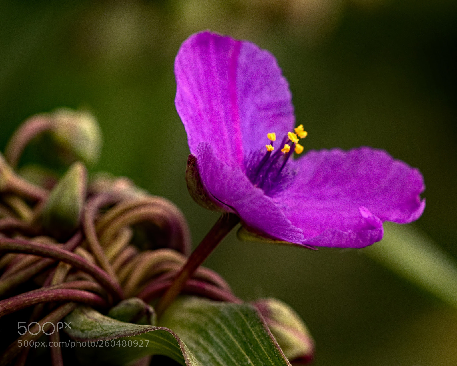 Nikon D810 sample photo. Spider wort in bloom 0705 photography