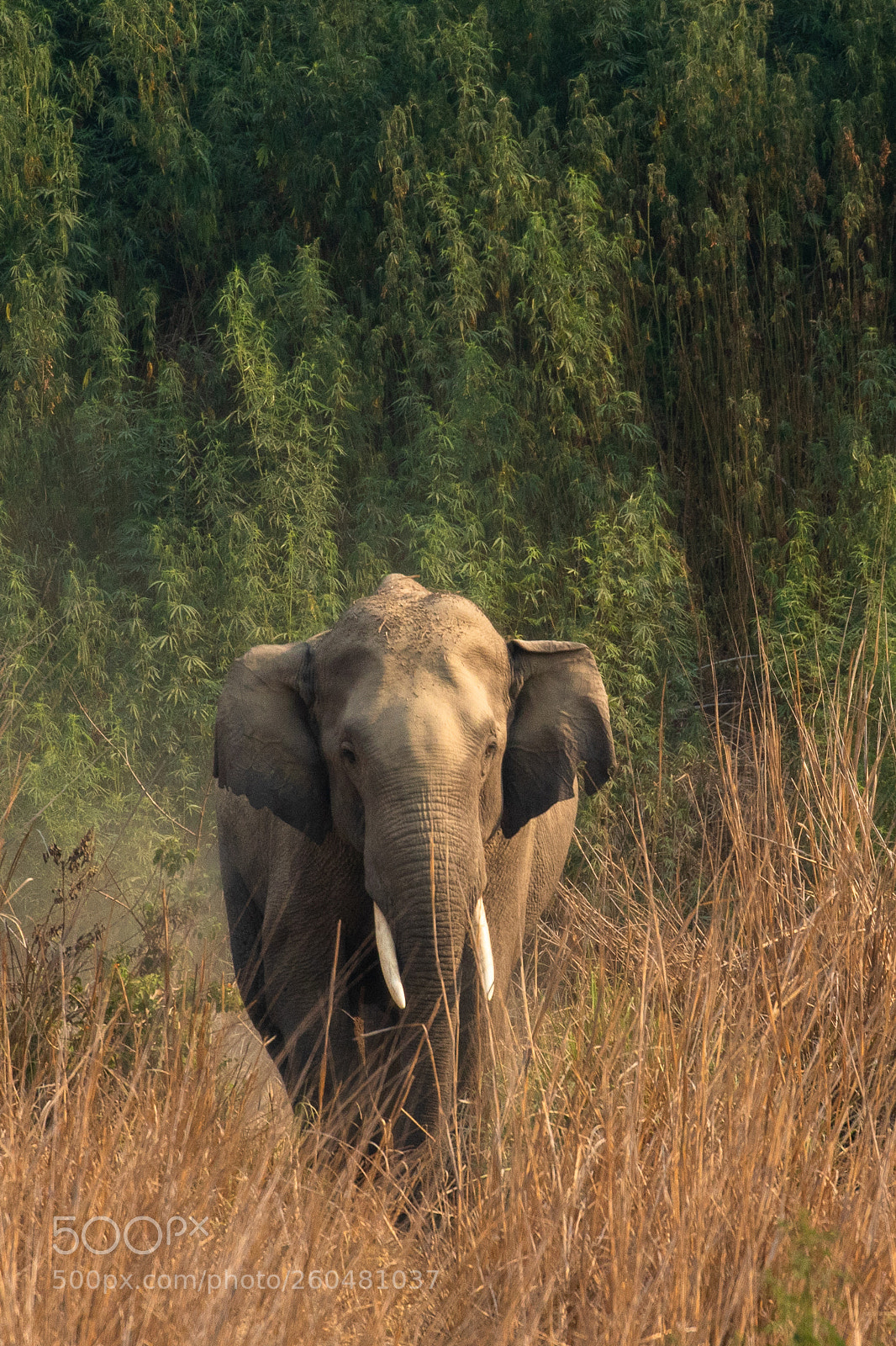 Canon EOS 7D Mark II sample photo. Lone tusker photography