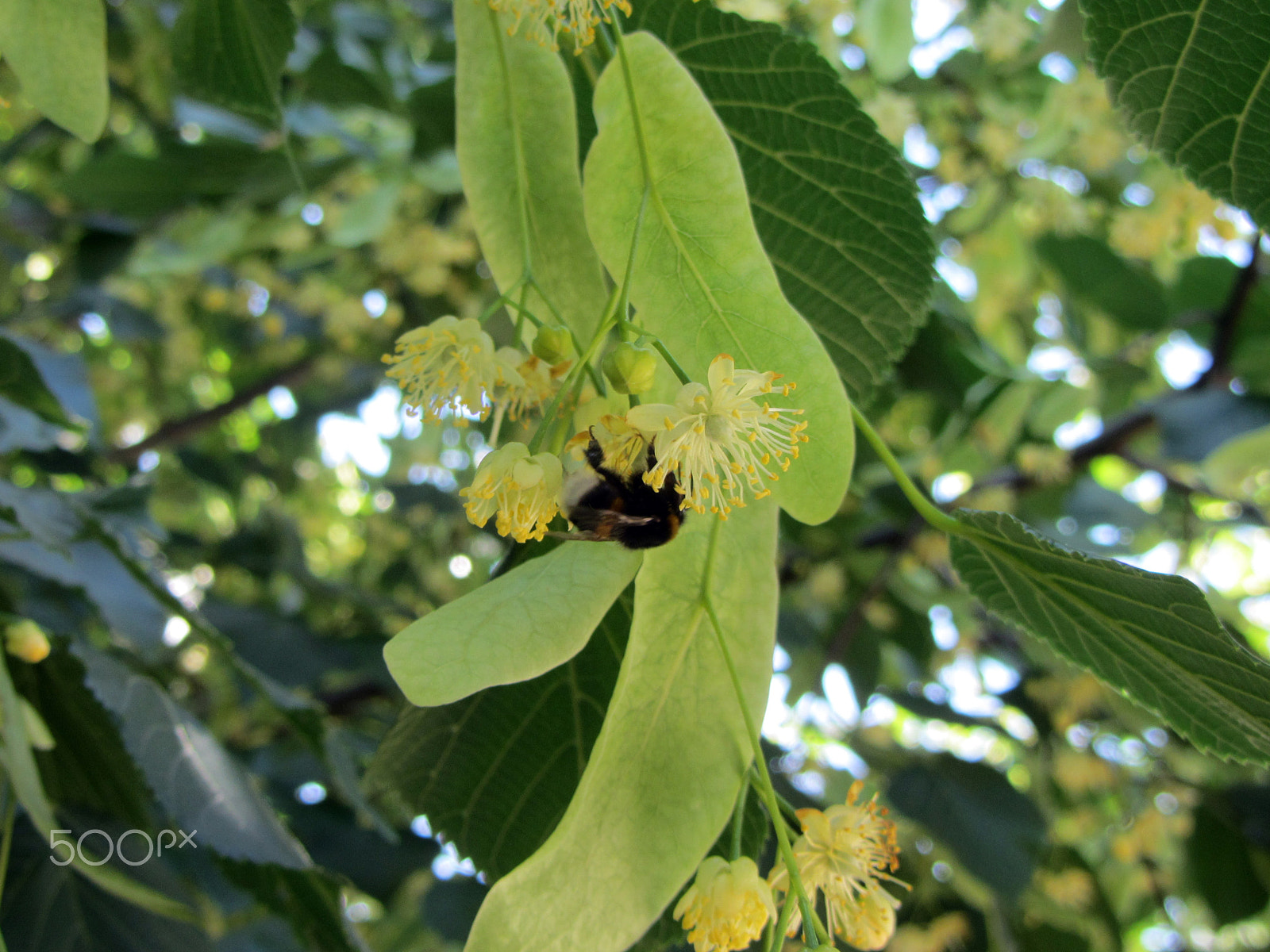 Canon PowerShot SX220 HS sample photo. Bumblebee on linden blossoms photography