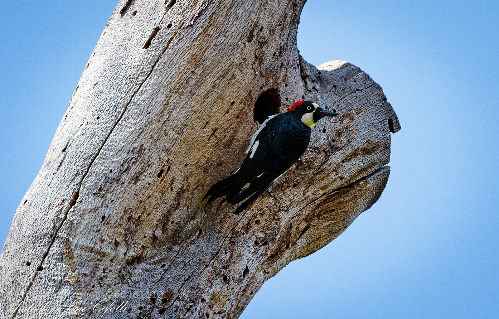 Canon EOS 7D Mark II sample photo. Woodpecker4535 photography