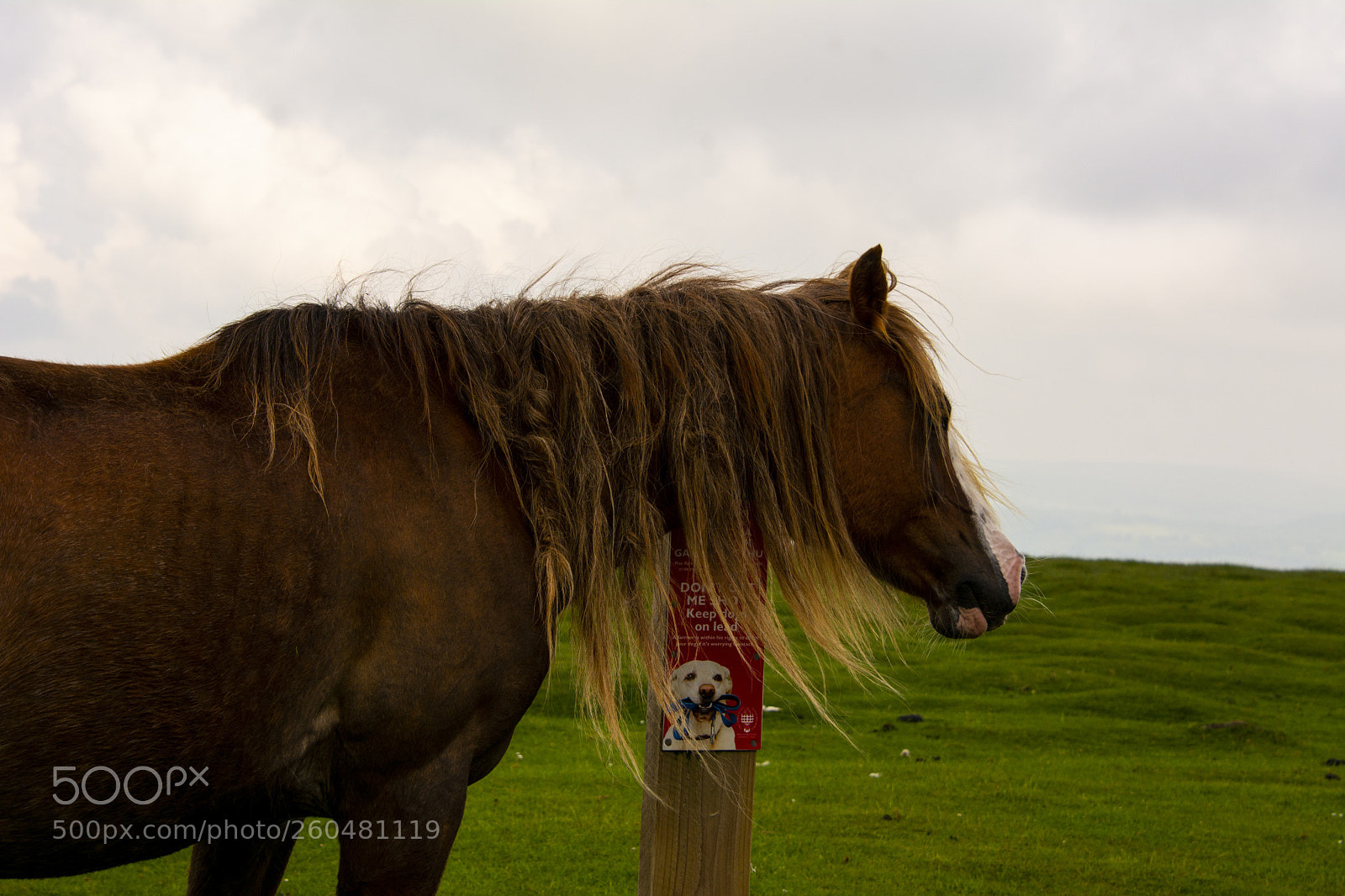 Nikon D7100 sample photo. Mountain ponies photography