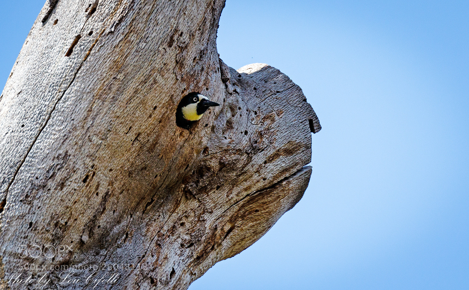 Canon EOS 7D Mark II sample photo. Woodpecker4538 photography