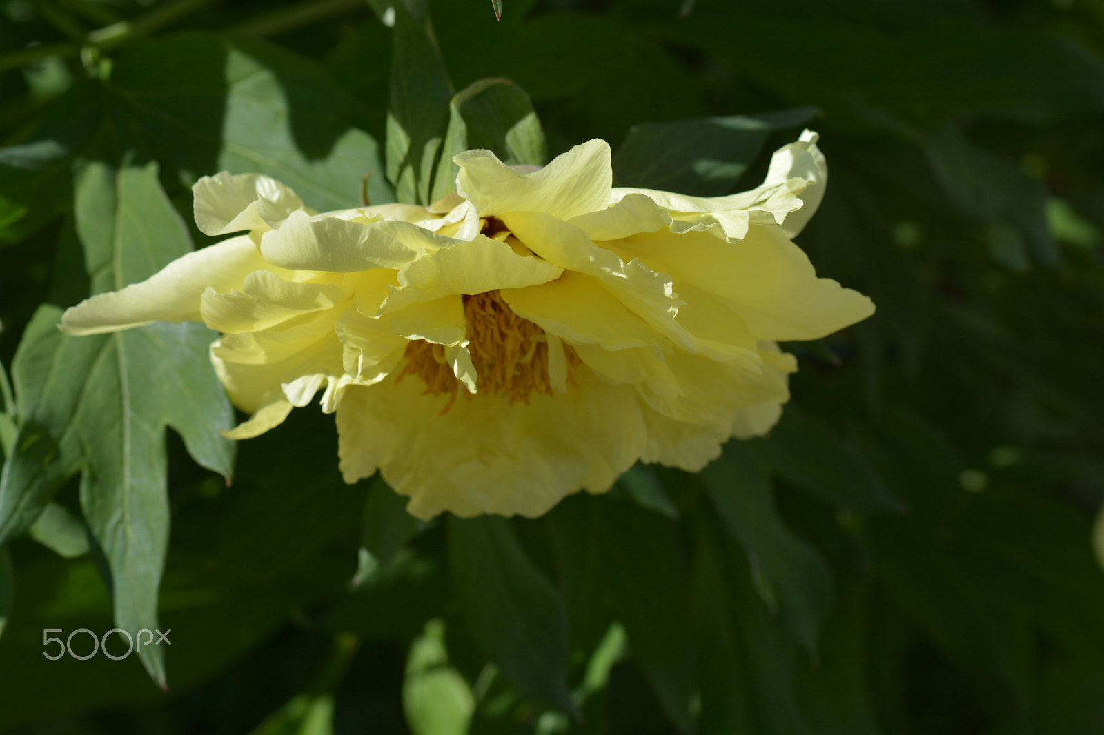 Nikon D7100 + Nikon AF-S Micro-Nikkor 105mm F2.8G IF-ED VR sample photo. A yellow flower blooming in the backyard. photography