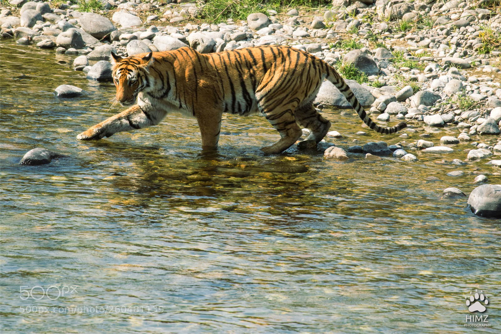 Canon EOS 7D Mark II sample photo. Paarwali tigress photography