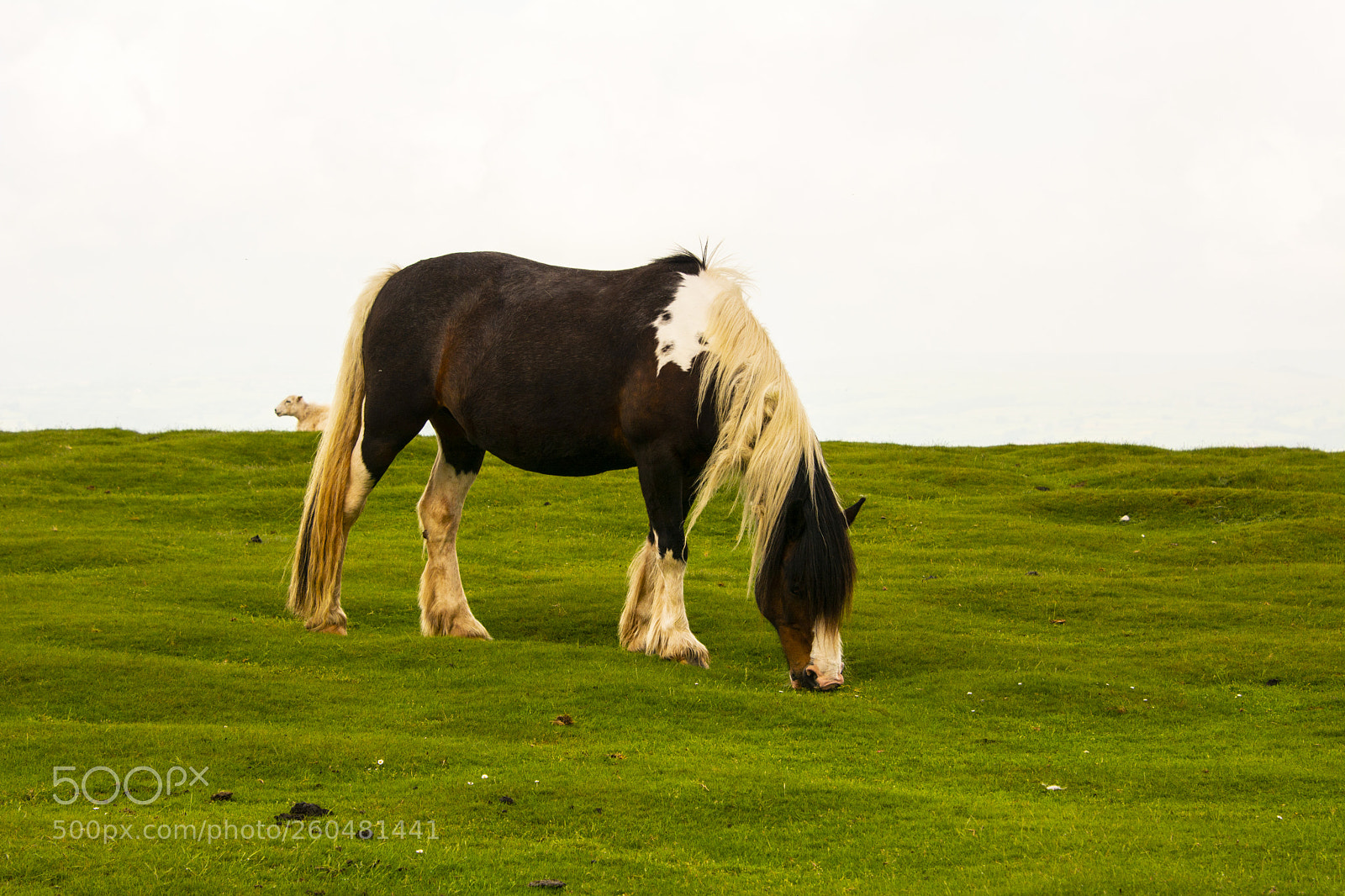 Nikon D7100 sample photo. Mountain ponies photography
