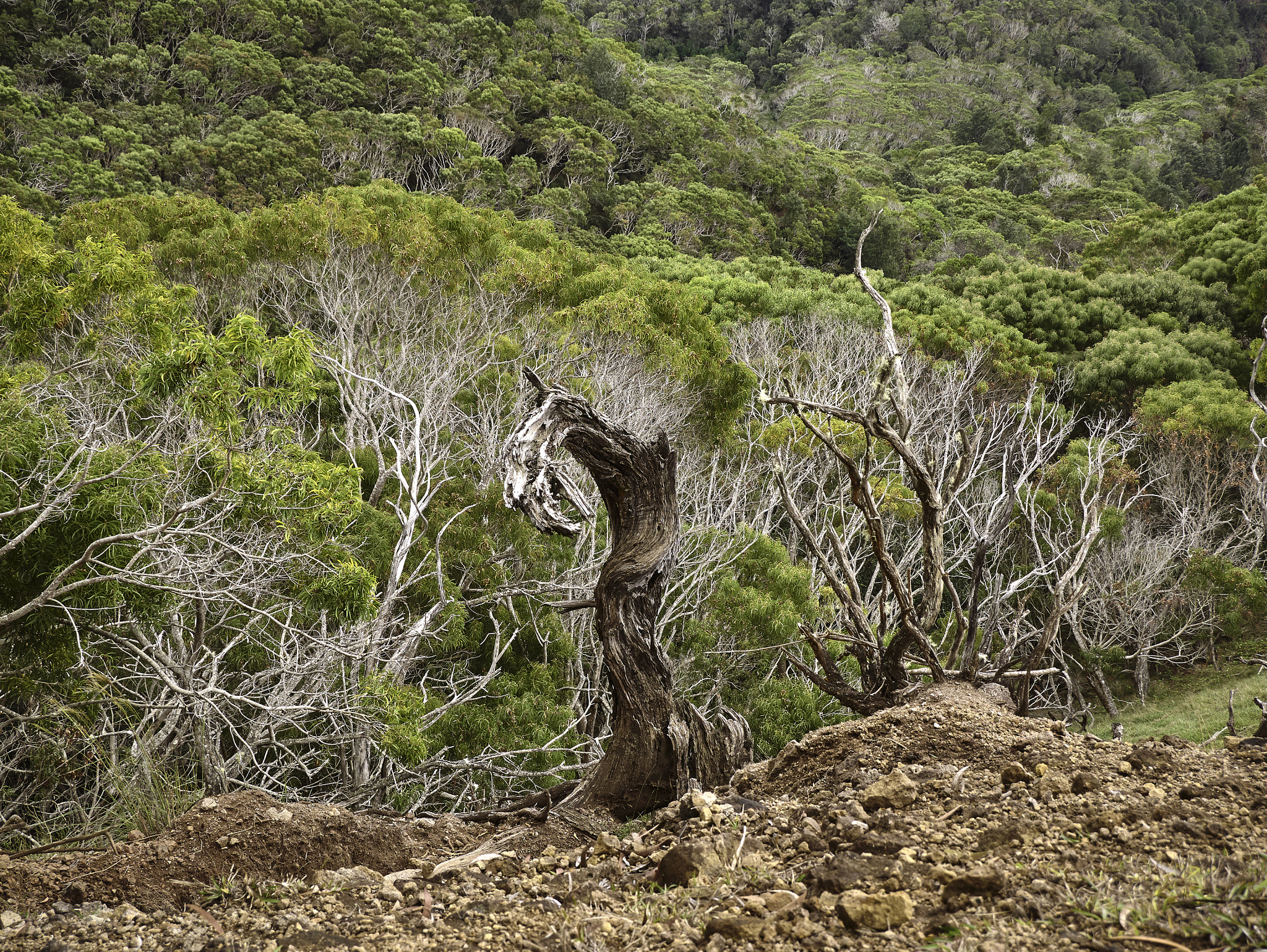 Panasonic Lumix DMC-G85 (Lumix DMC-G80) sample photo. Hawaiian highlands 13 photography