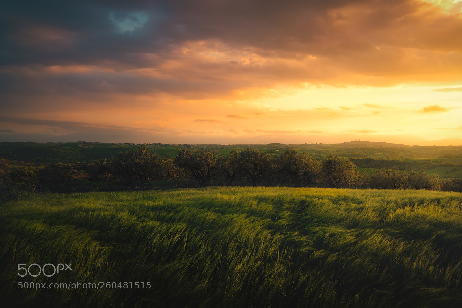 Sony a7R II sample photo. Wheat and olive photography