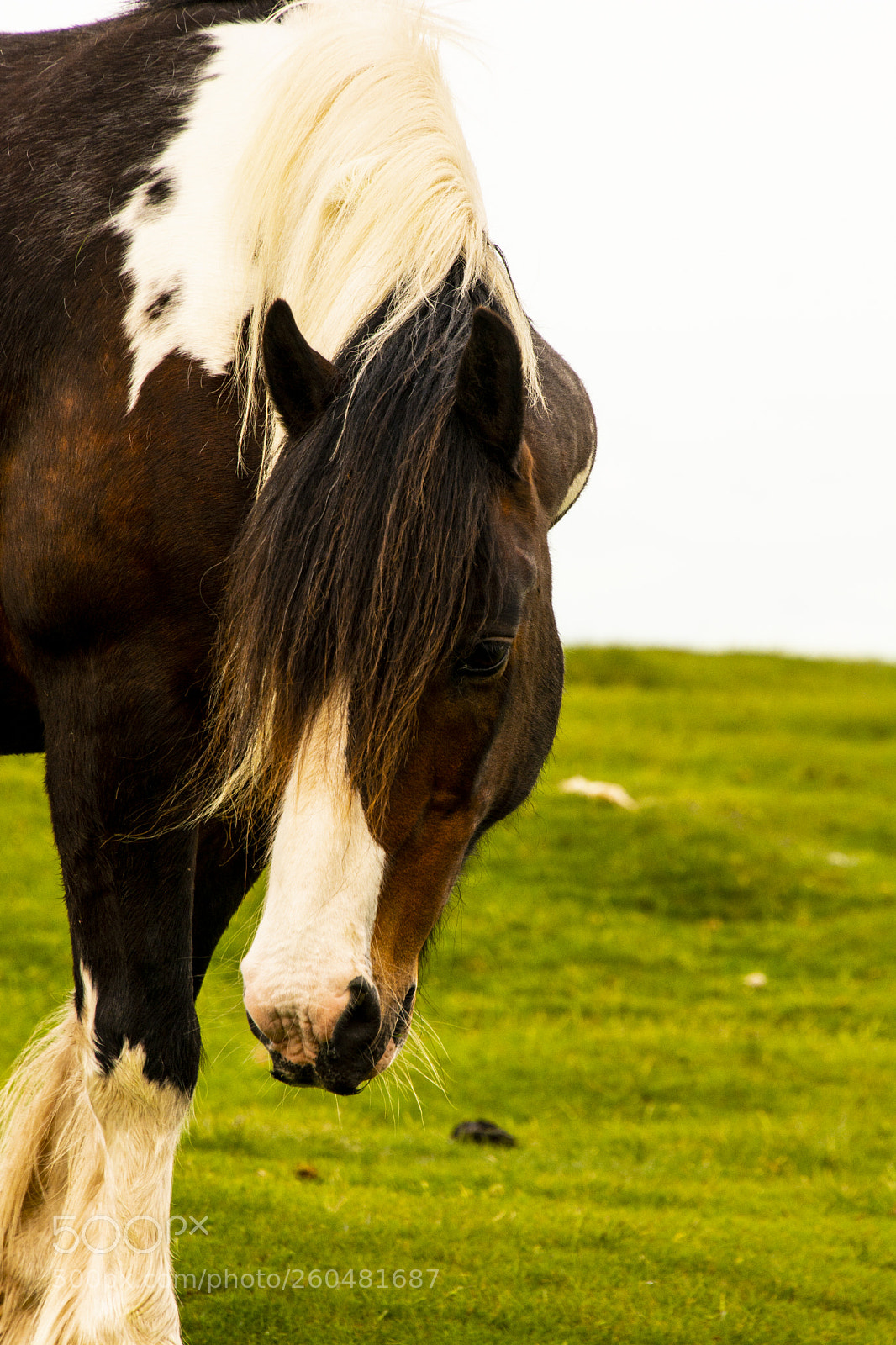Nikon D7100 sample photo. Mountain ponies photography