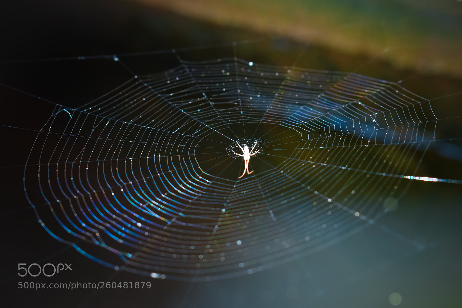Nikon D3300 sample photo. Cobweb photography
