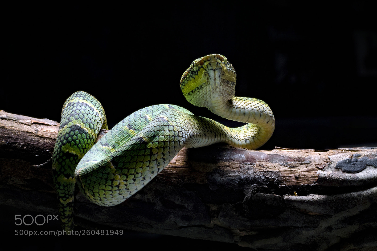 Sony a7 II sample photo. Snake into the light photography