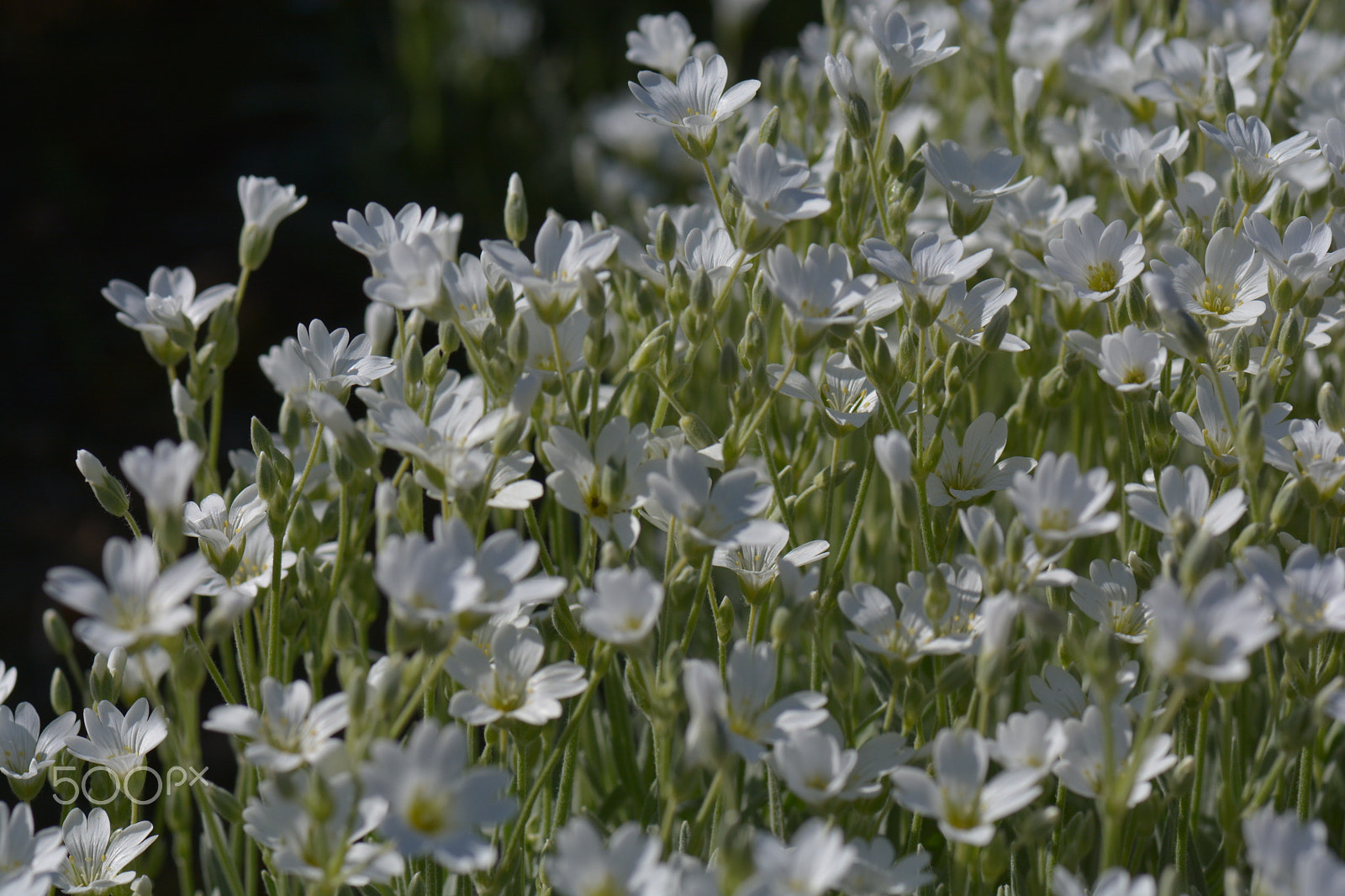Nikon AF-S Micro-Nikkor 105mm F2.8G IF-ED VR sample photo. Lots of white flowers in the flower bed. photography