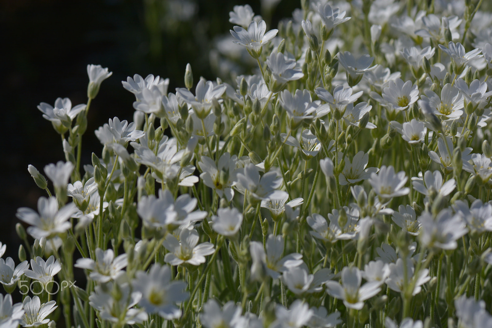 Nikon D7100 + Nikon AF-S Micro-Nikkor 105mm F2.8G IF-ED VR sample photo. Lots of white flowers in the flower bed. photography