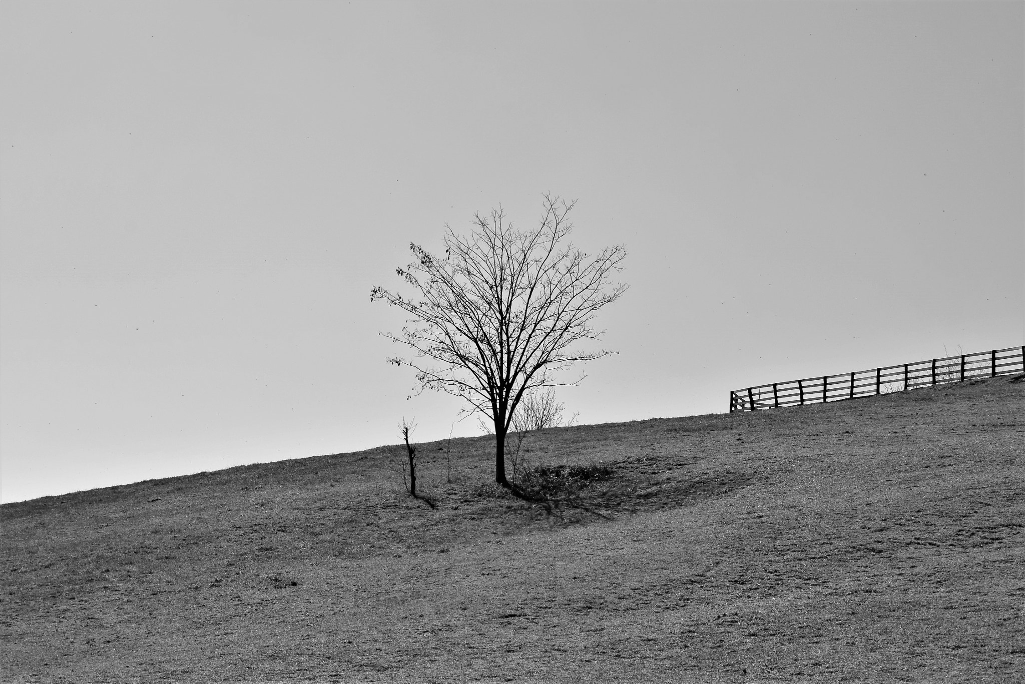 Nikon D3300 sample photo. Tree photography