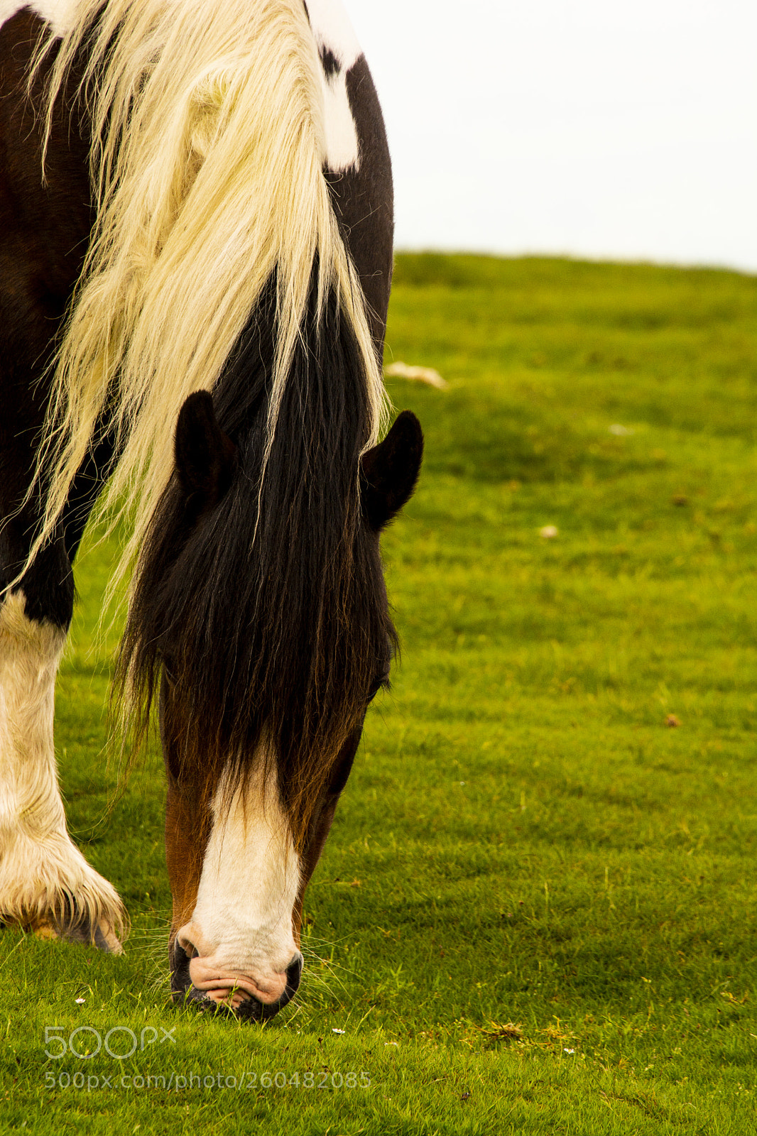 Nikon D7100 sample photo. Mountain ponies photography
