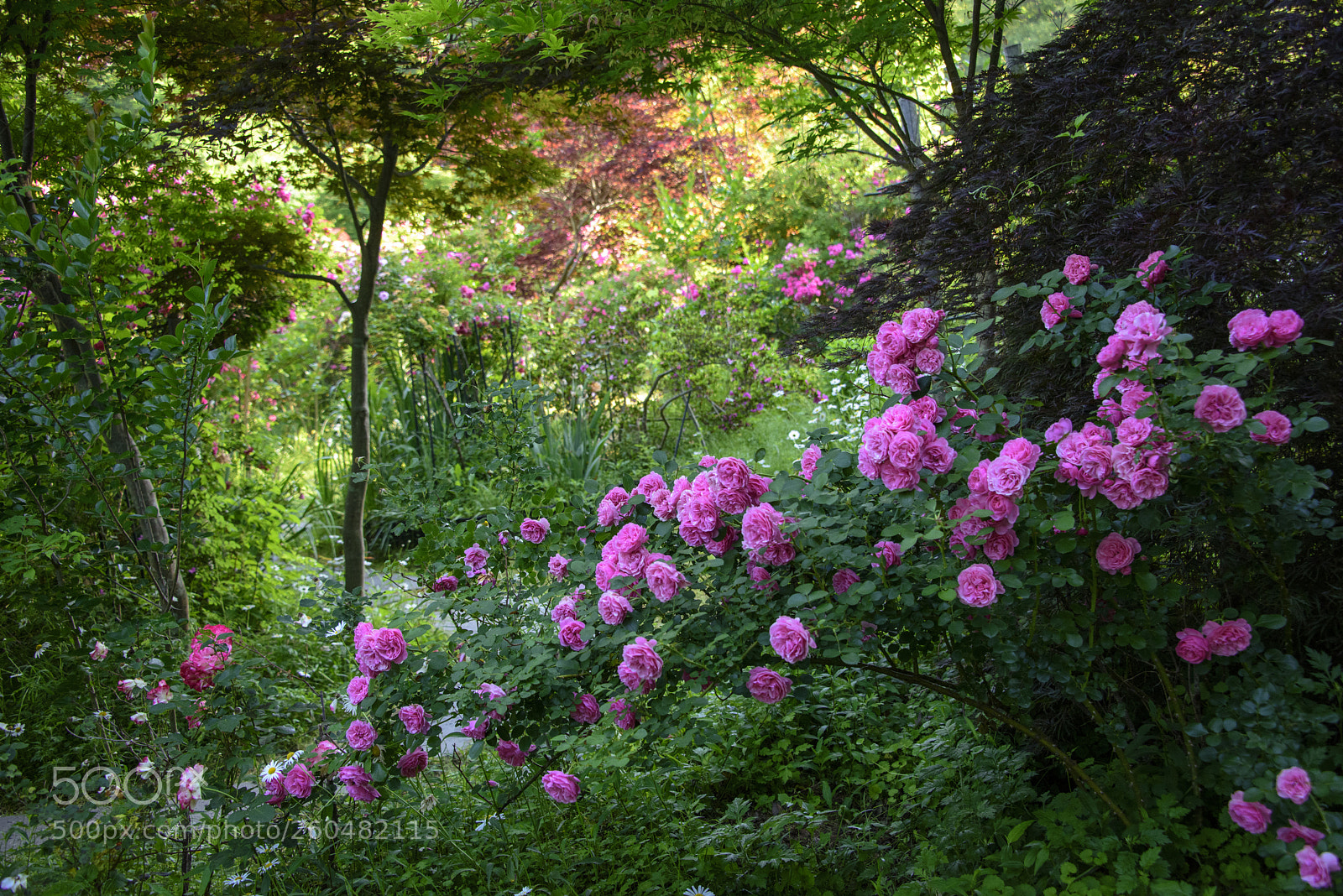 Nikon D810 sample photo. Rose garden photography
