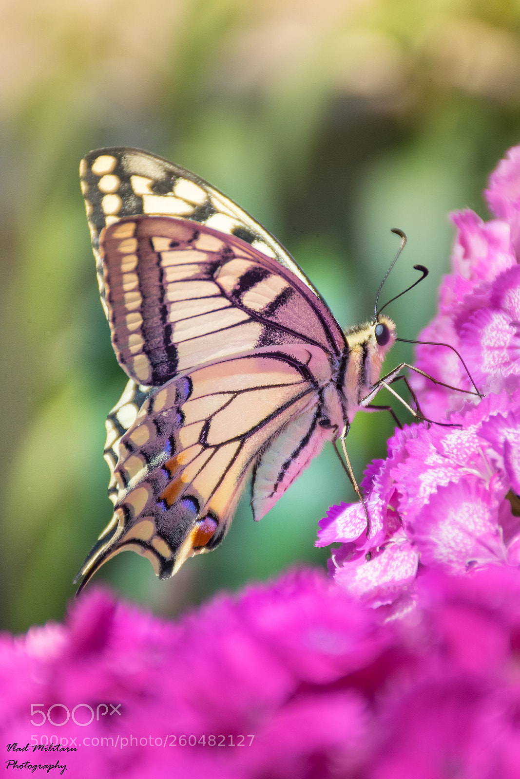 Nikon D5300 sample photo. Papilio machaon butterfly.  photography