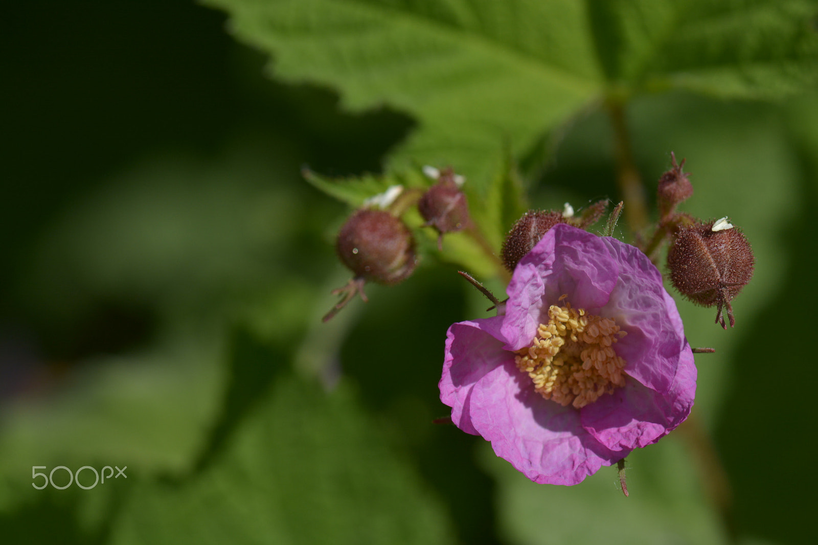 Nikon AF-S Micro-Nikkor 105mm F2.8G IF-ED VR sample photo. A pink flower and some buds in the bushes. photography