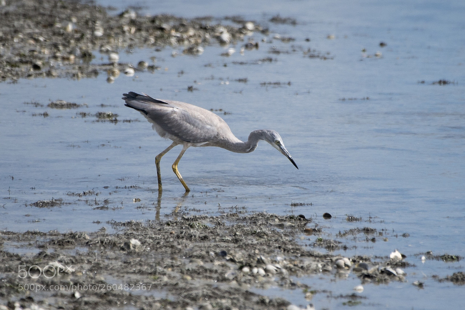 Nikon D500 sample photo. White-faced heron matuku moana photography