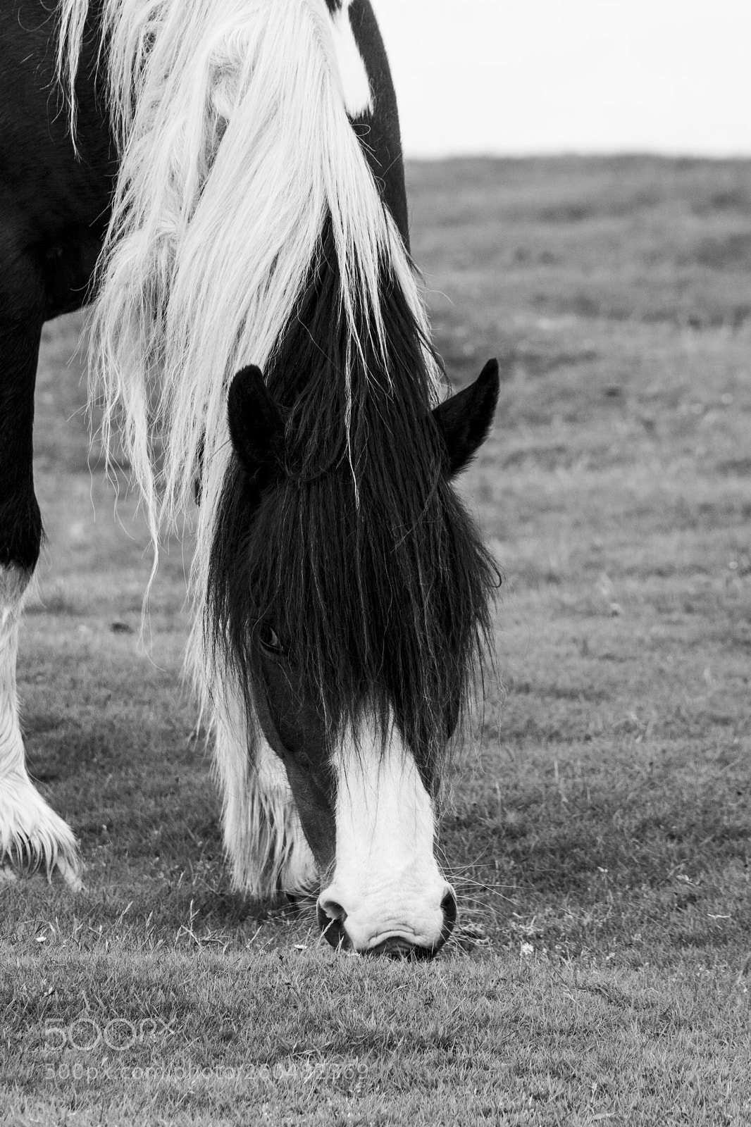 Nikon D7100 sample photo. Mountain ponies photography