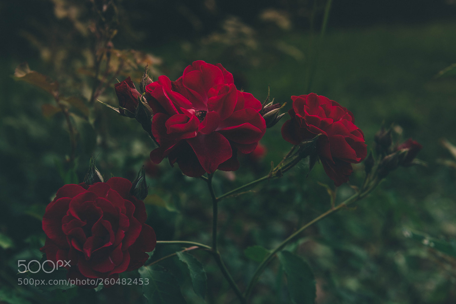 Nikon D750 sample photo. Roses photography