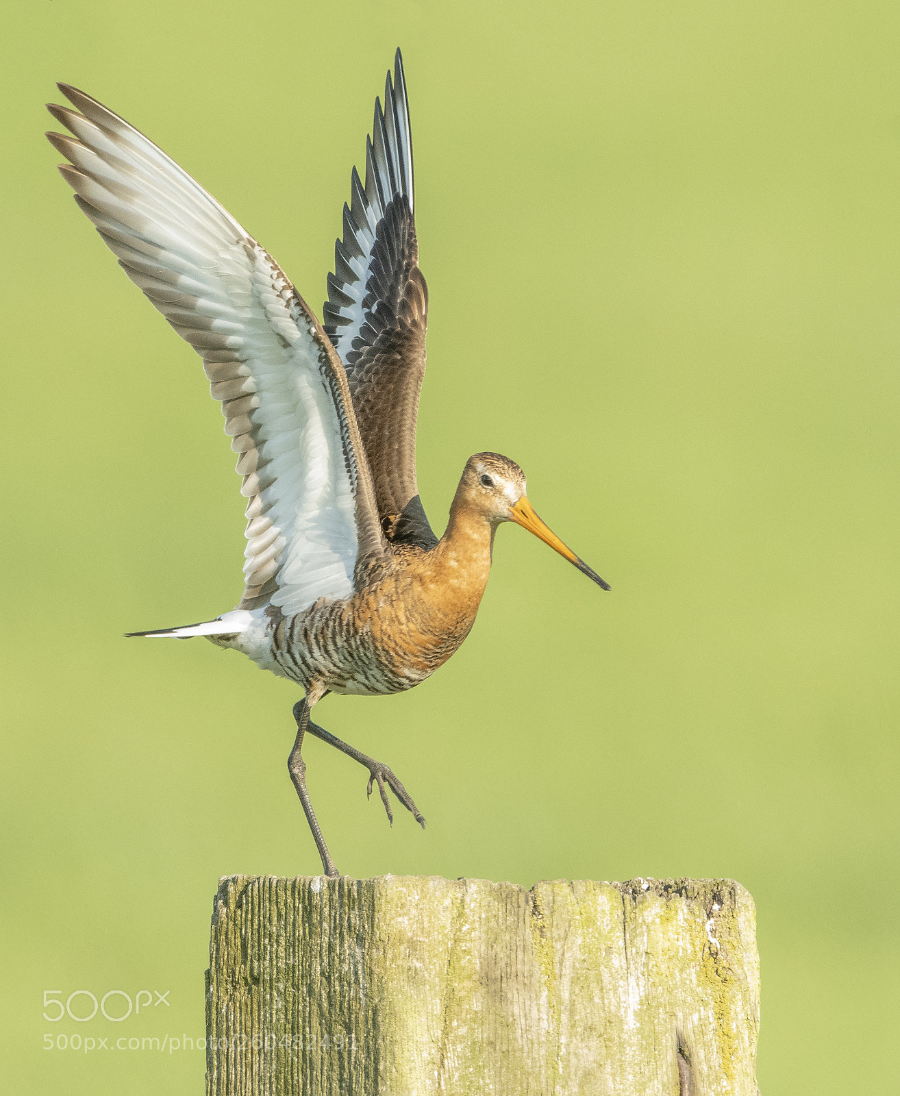 Nikon D500 sample photo. Black-tailed godwit photography