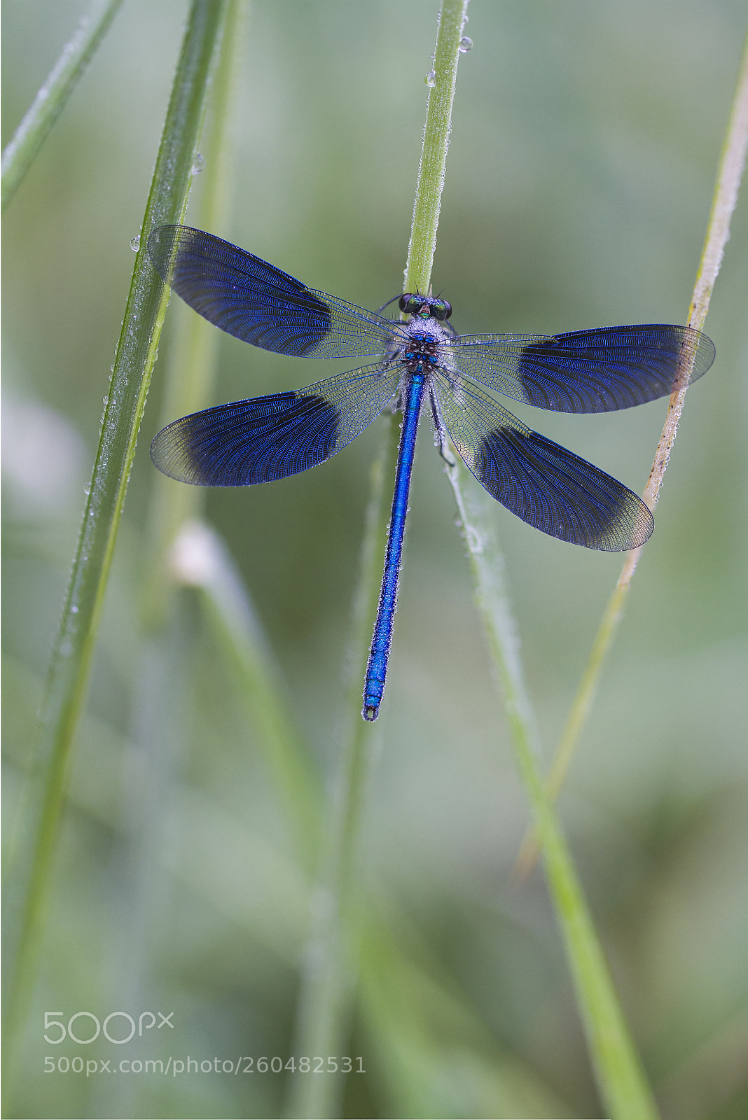 Canon EOS 7D sample photo. Spreading my wings photography
